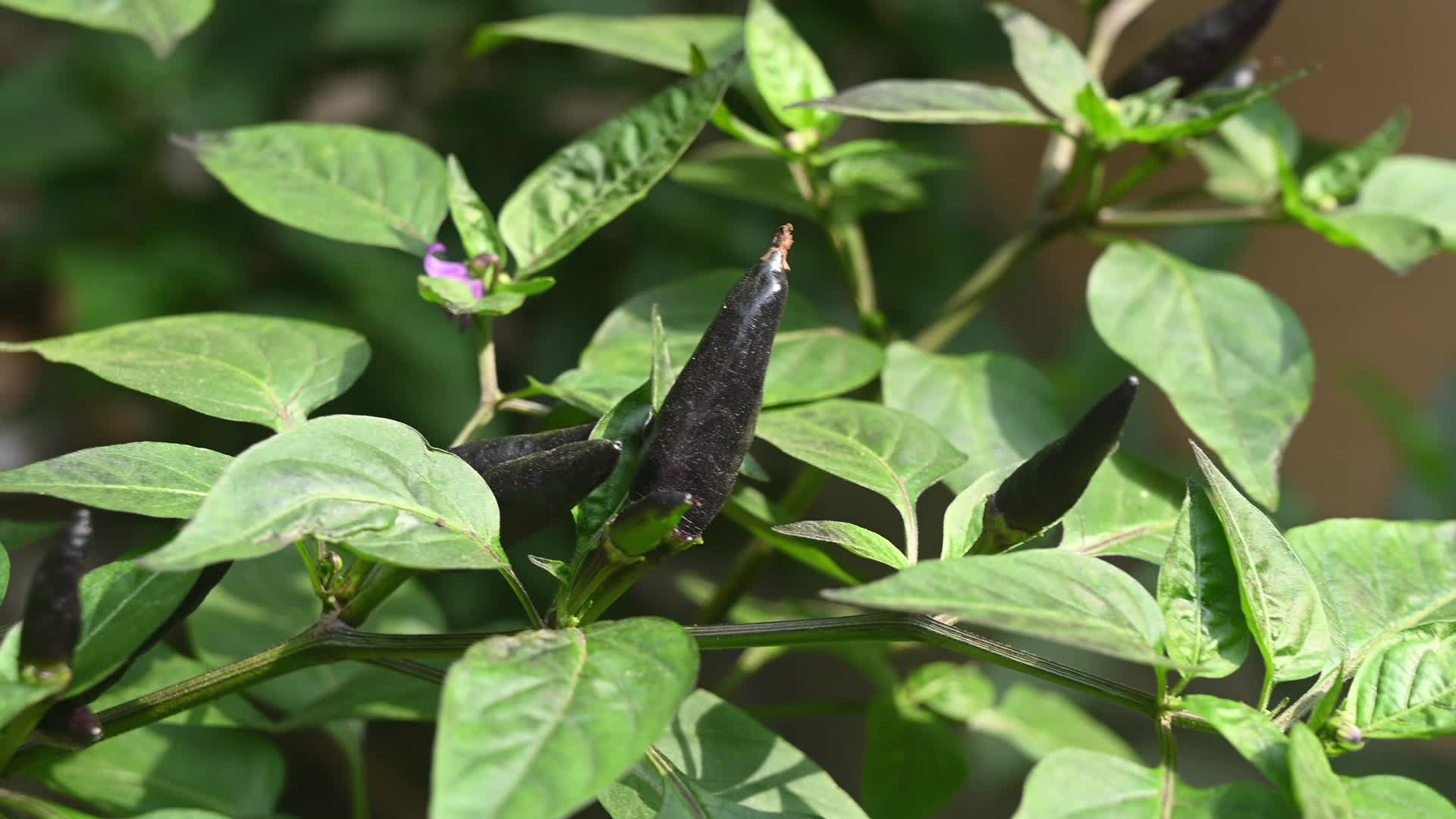 Black cobra peppers plant - Capsicum annuum - Goats weed - Agriculture India 