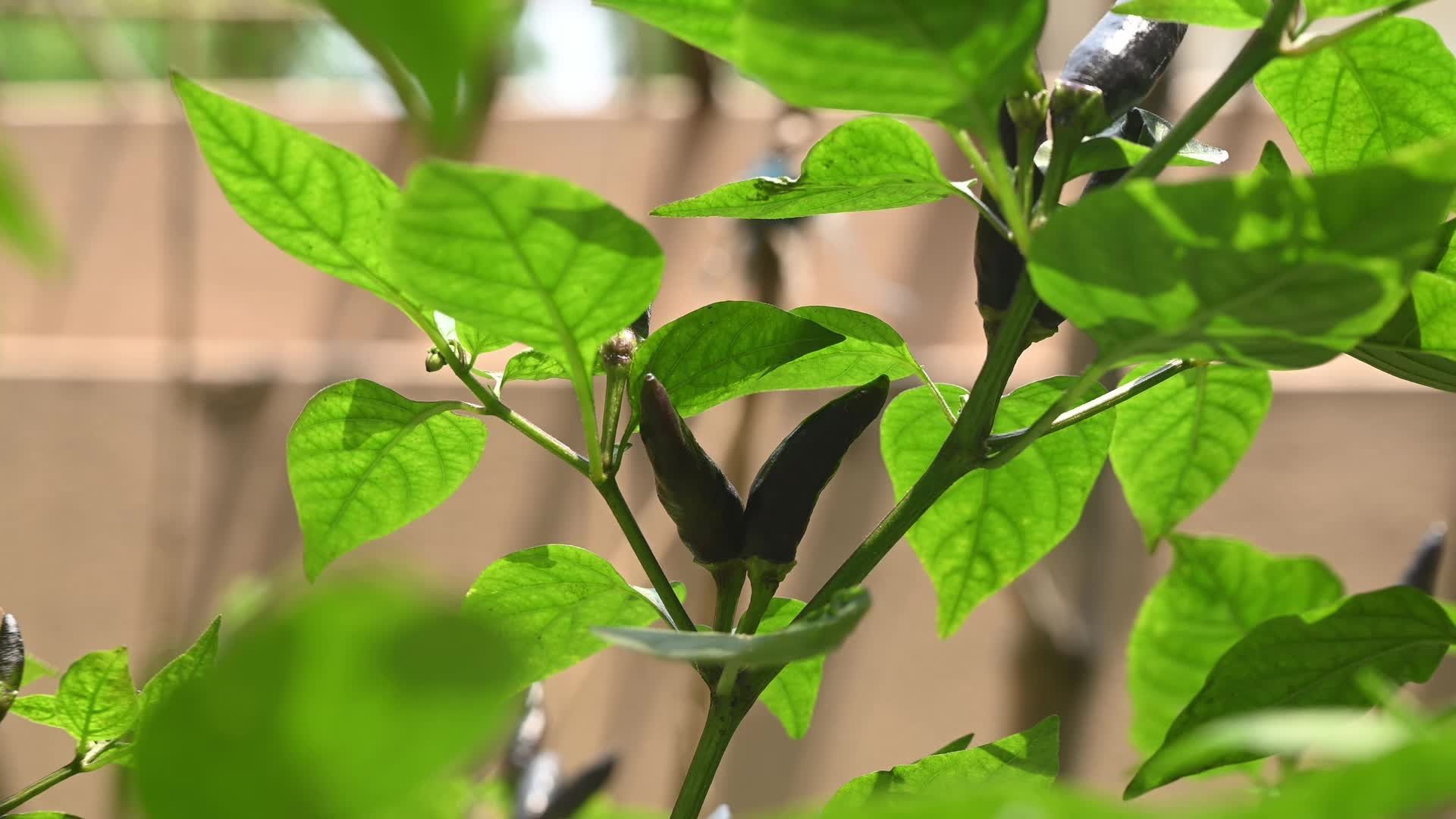 Black cobra peppers plant - Capsicum annuum - Goats weed - Agriculture India 