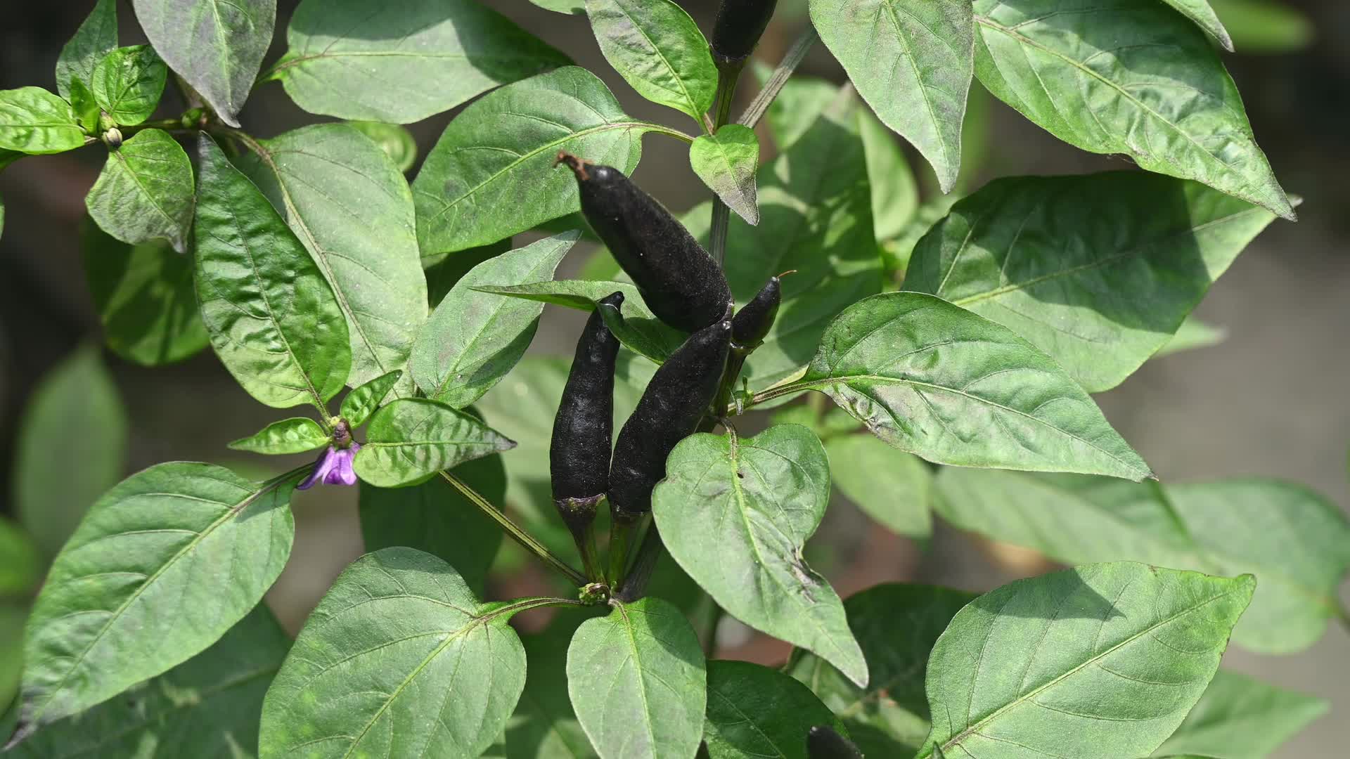 Black cobra peppers plant - Capsicum annuum - Goats weed - Agriculture India 