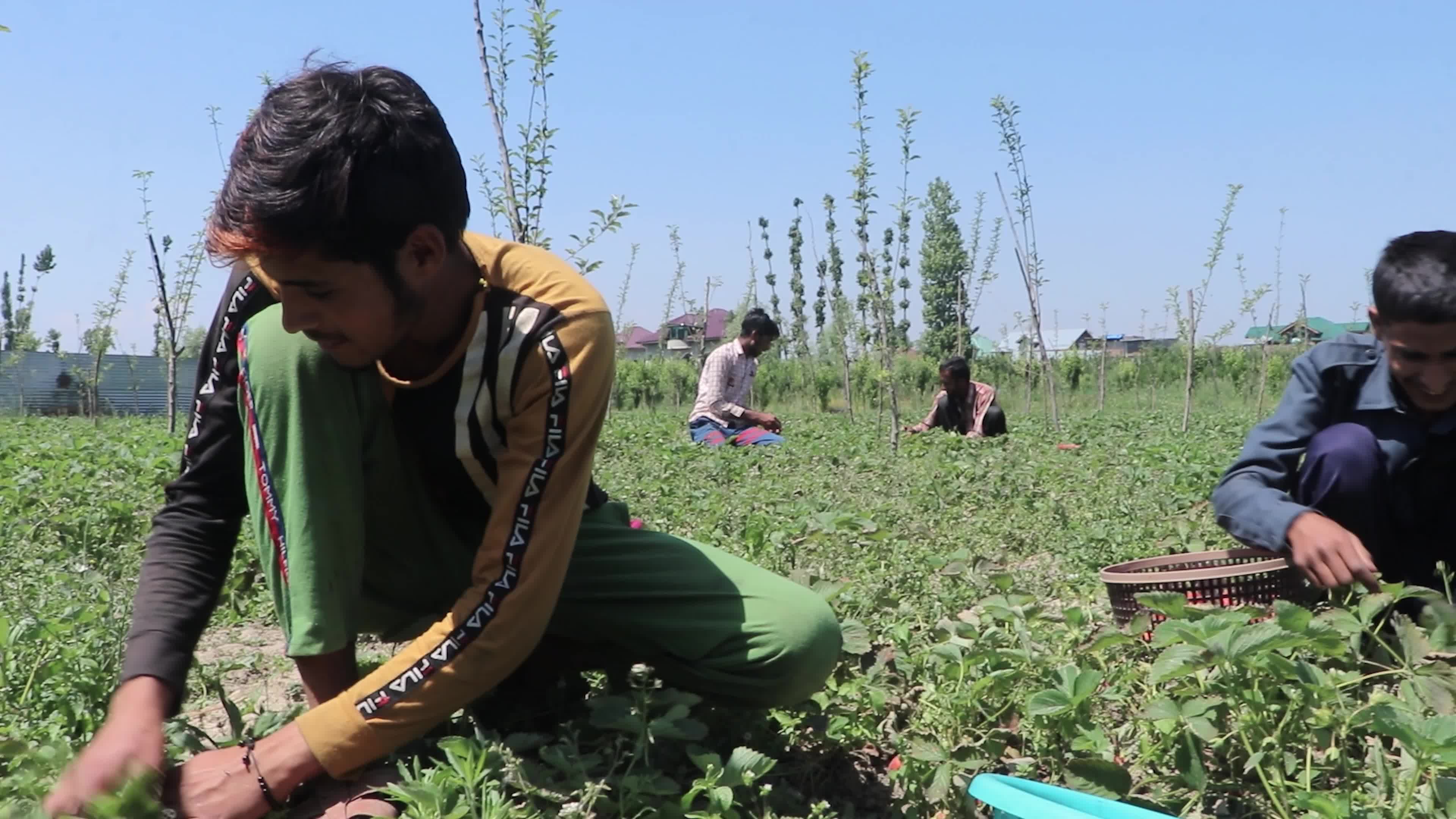 Strawberry Season in Kashmir