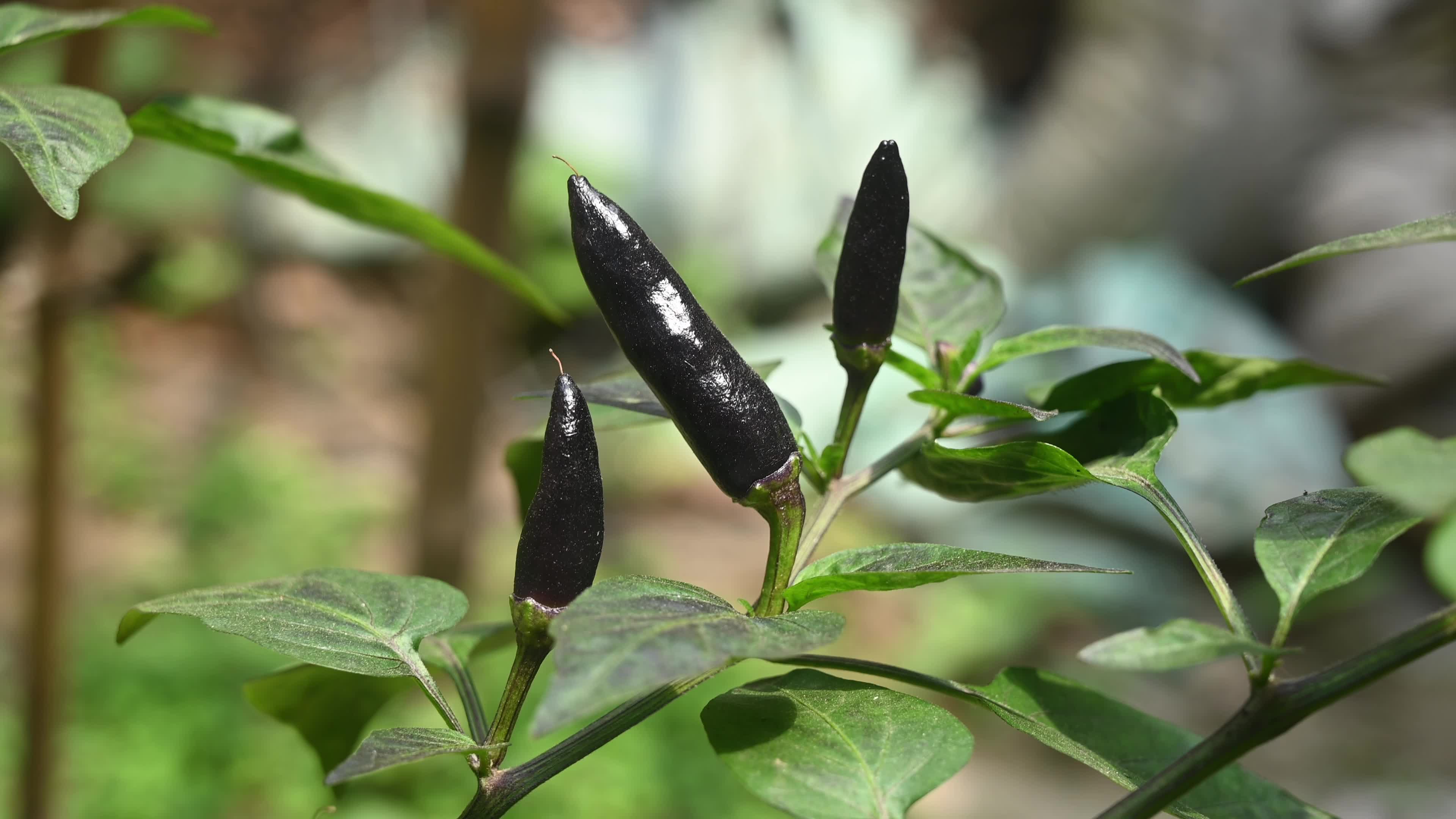 Black cobra peppers plant - Capsicum annuum - Goats weed - Agriculture India 