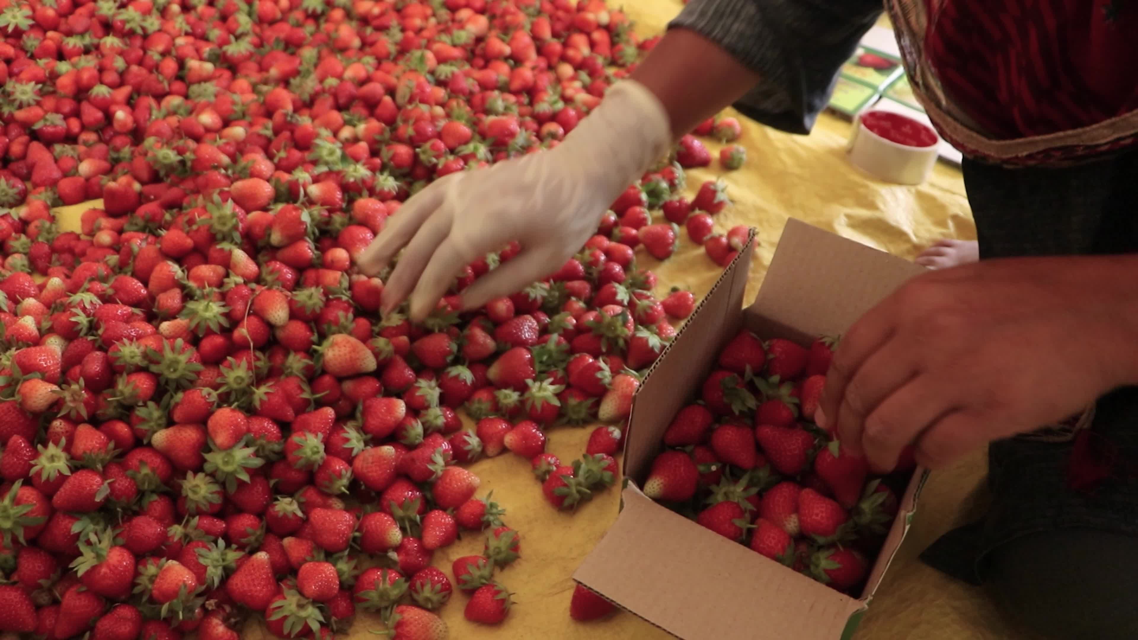 Strawberry Season in Kashmir