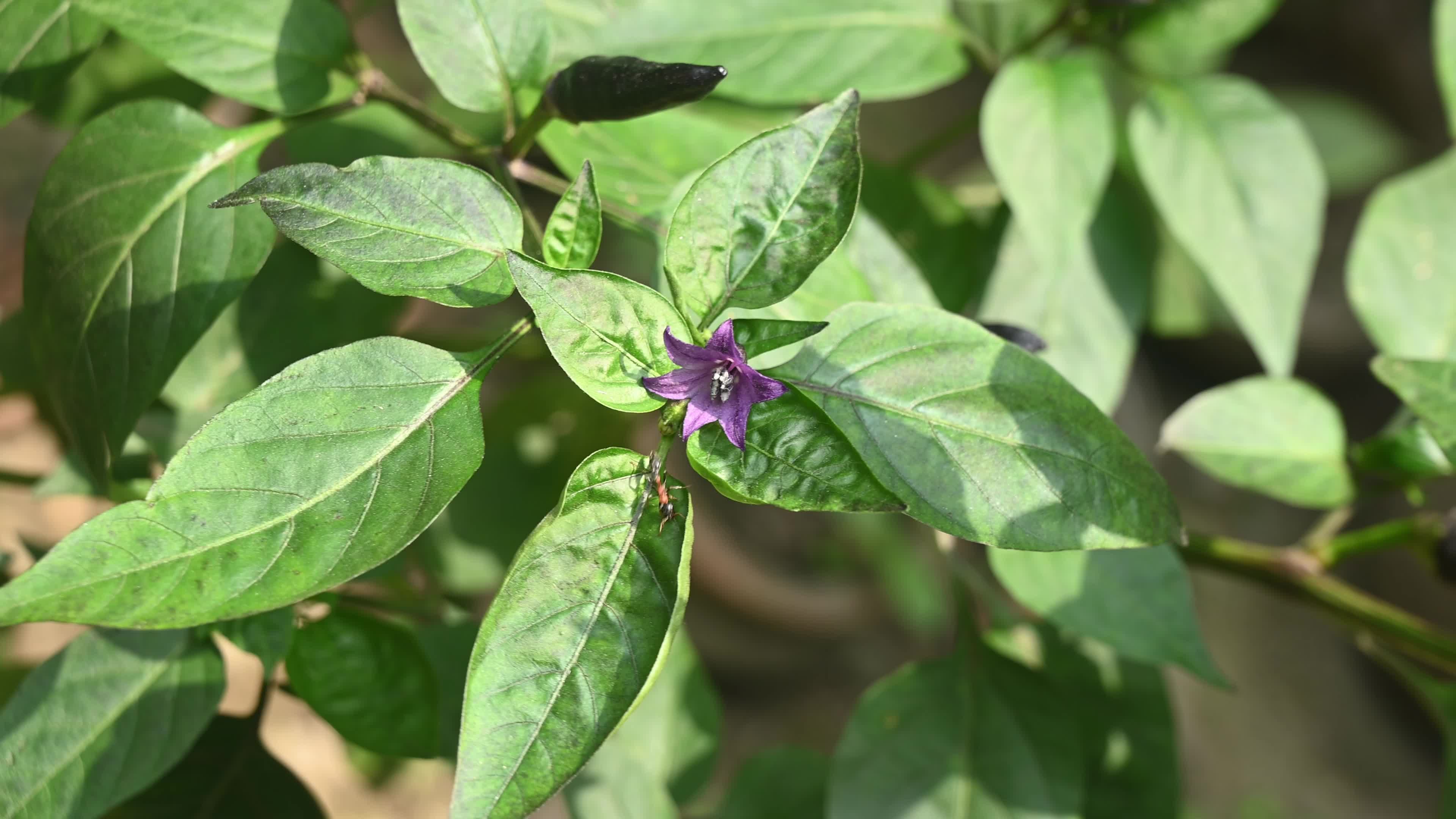 Black cobra peppers plant - Capsicum annuum - Goats weed - Agriculture India 