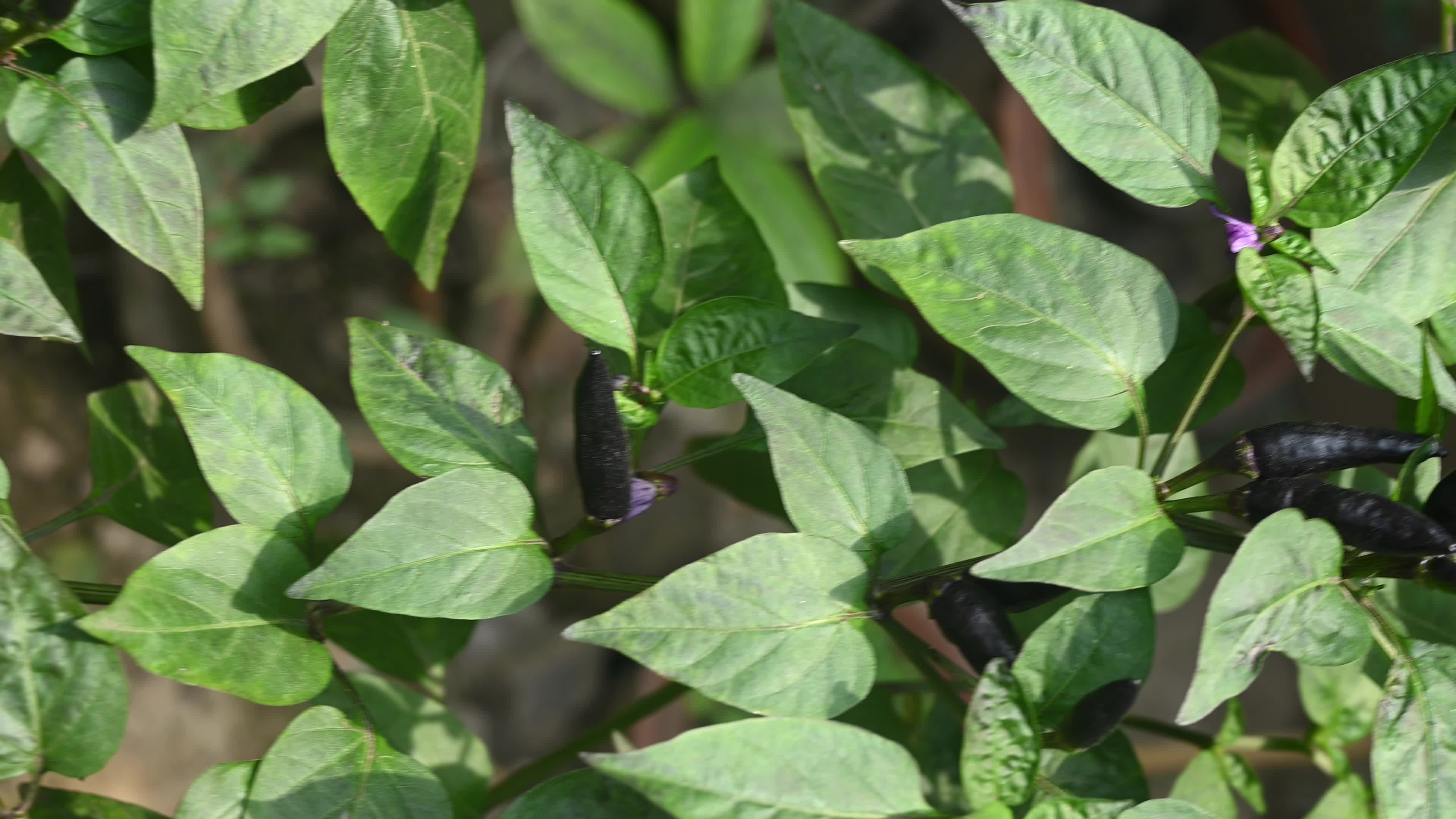 Black cobra peppers plant - Capsicum annuum - Goats weed - Agriculture India 