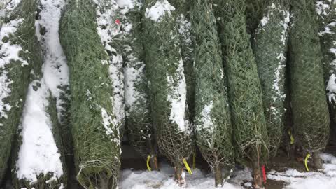 Waiting for Christmas in Toronto
