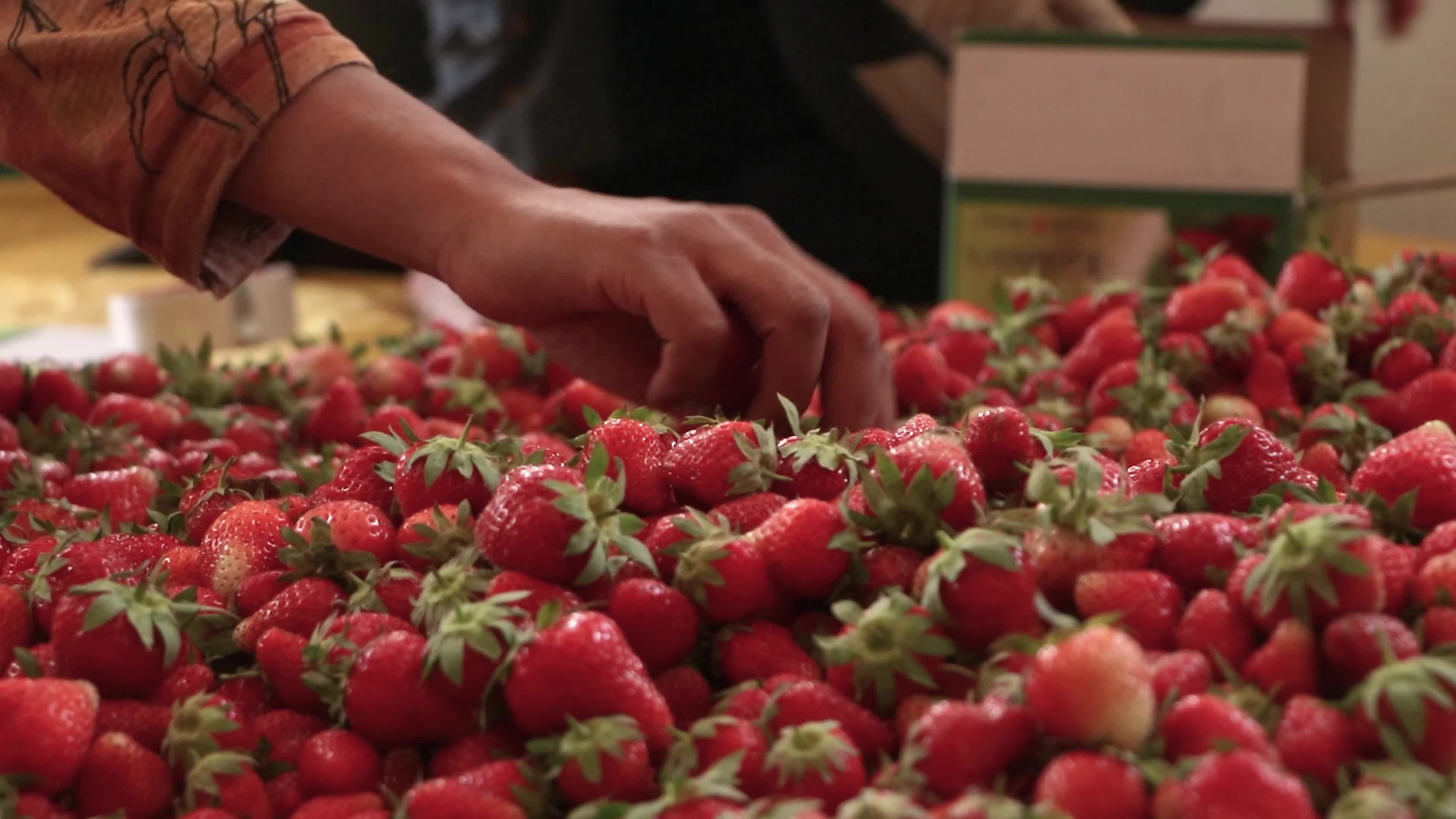 Strawberry Season in Kashmir