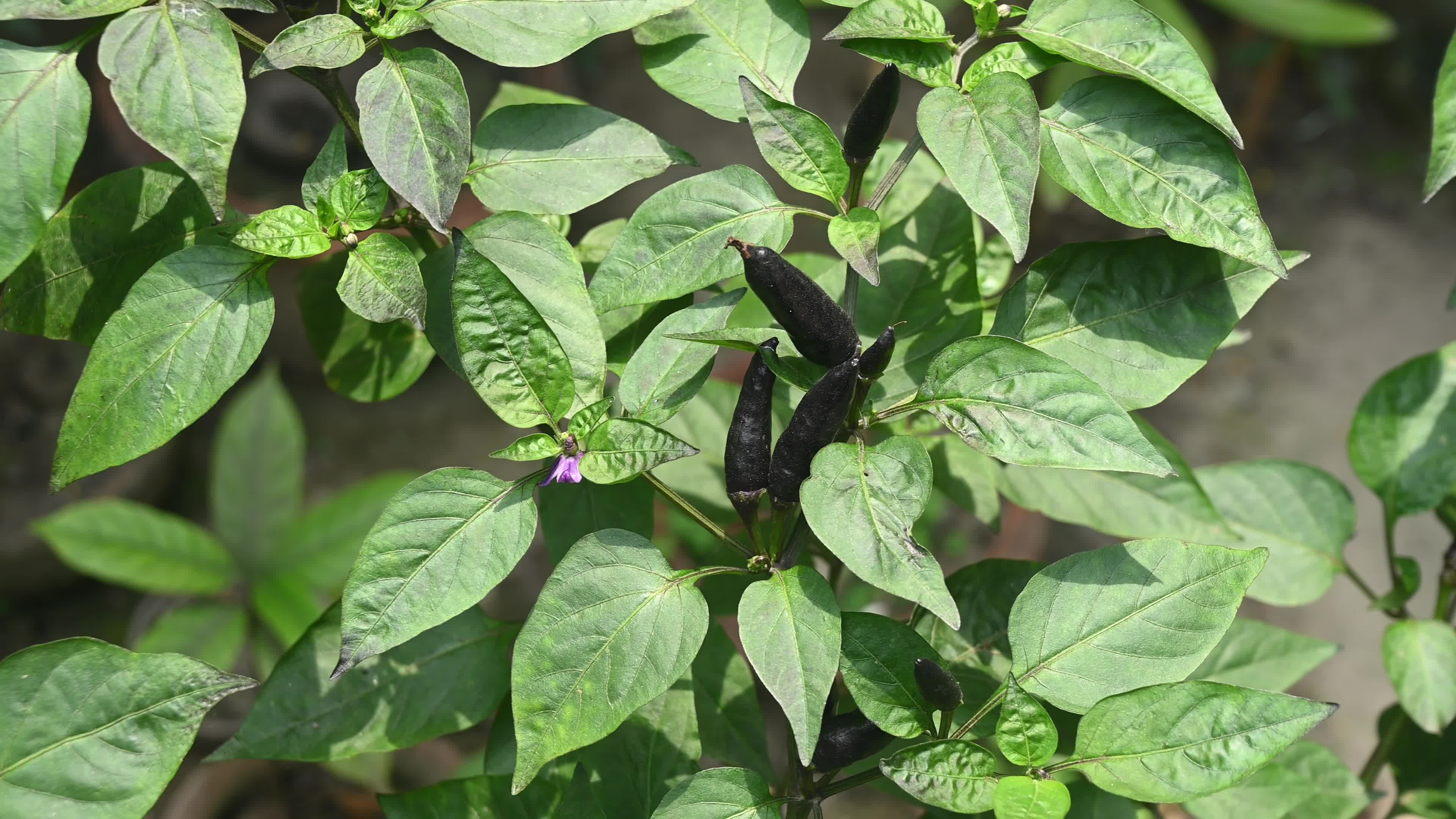 Black cobra peppers plant - Capsicum annuum - Goats weed - Agriculture India 