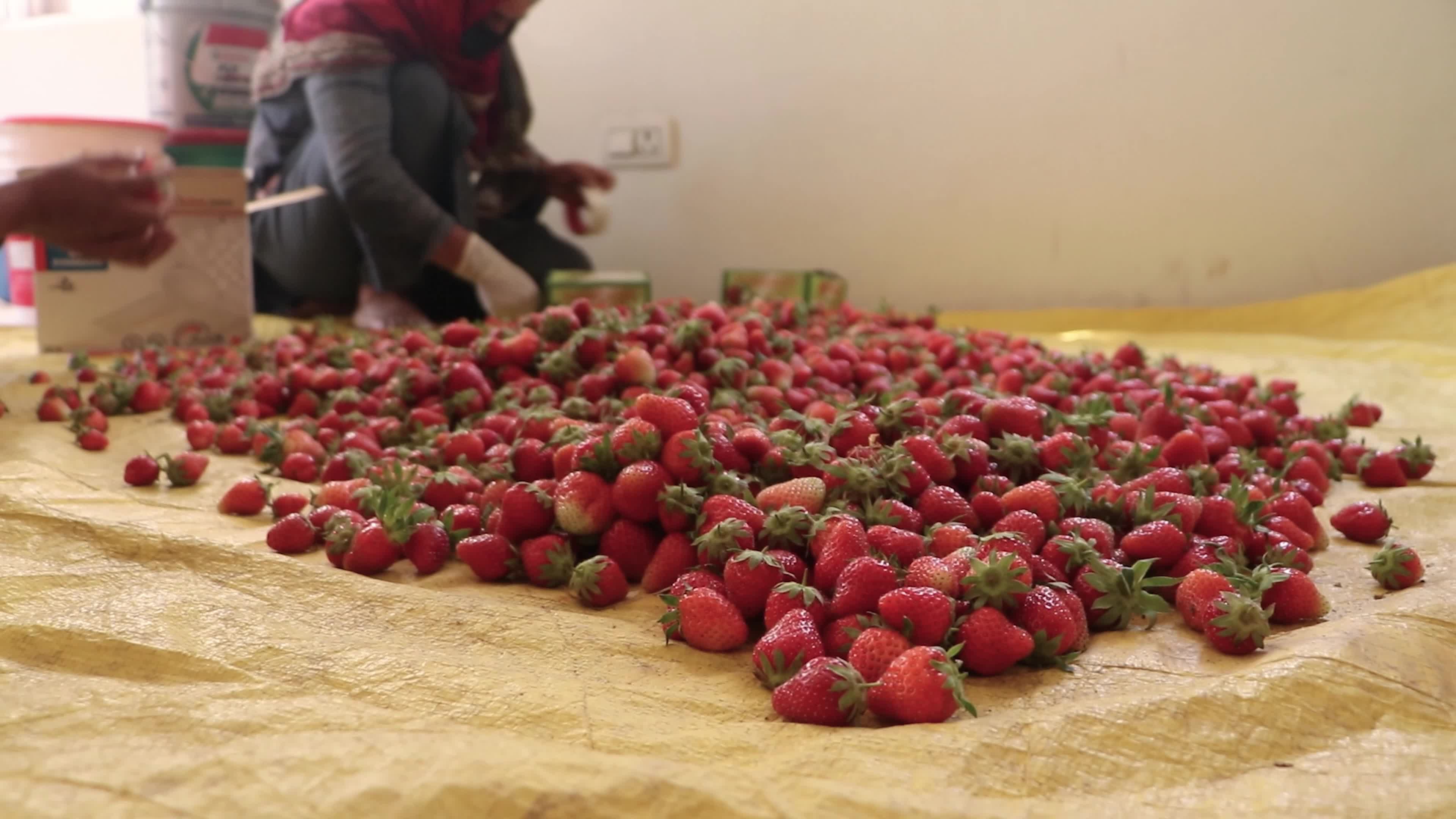 Strawberry Season in Kashmir