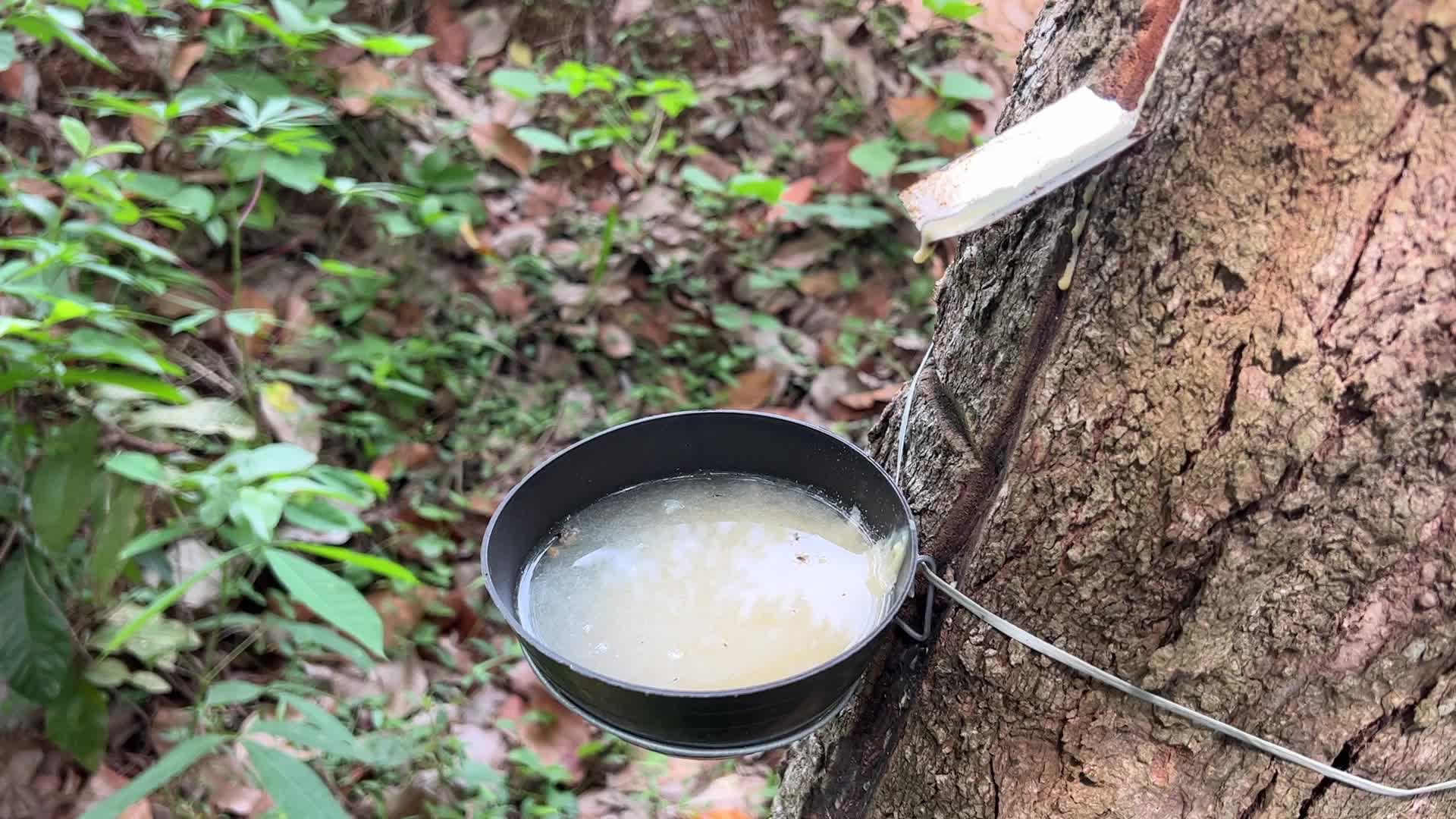 Rubber tapping in Kerala