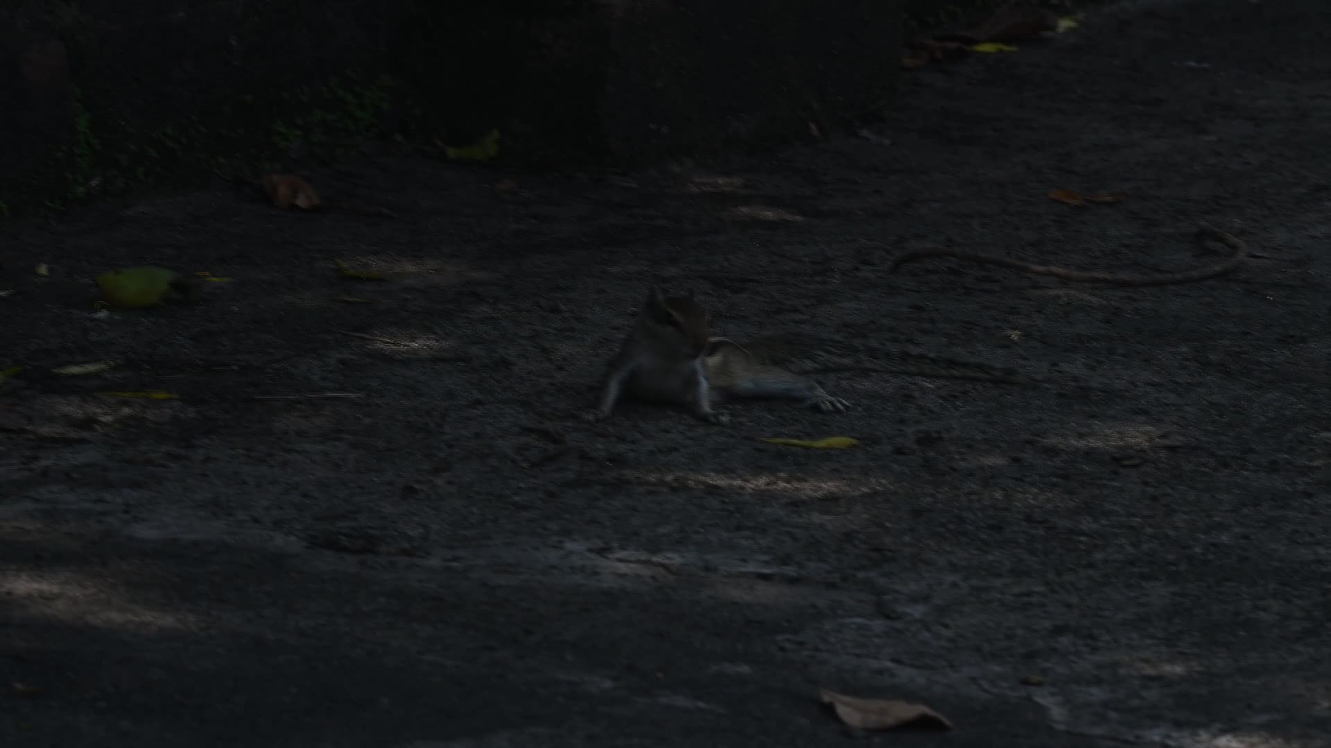 Squirrels stealing wheat grains - Animal India  - 05/02/2025