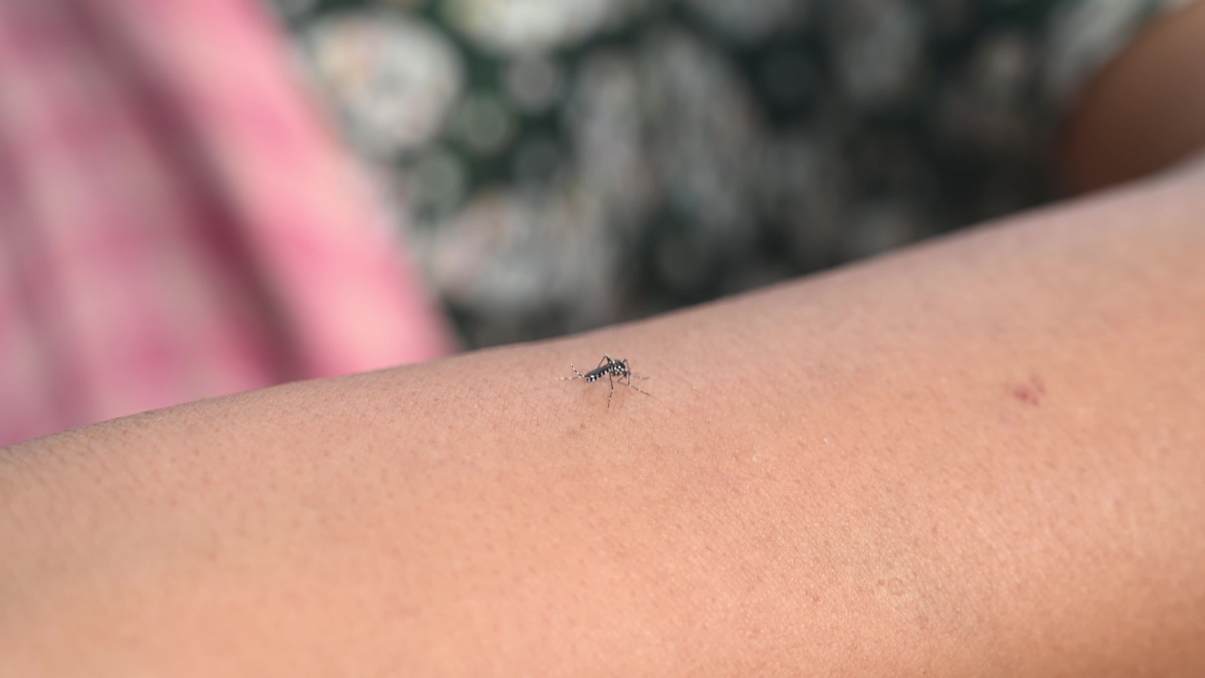 Asian tiger mosquito - Aedes albopictus - Mosquito bites