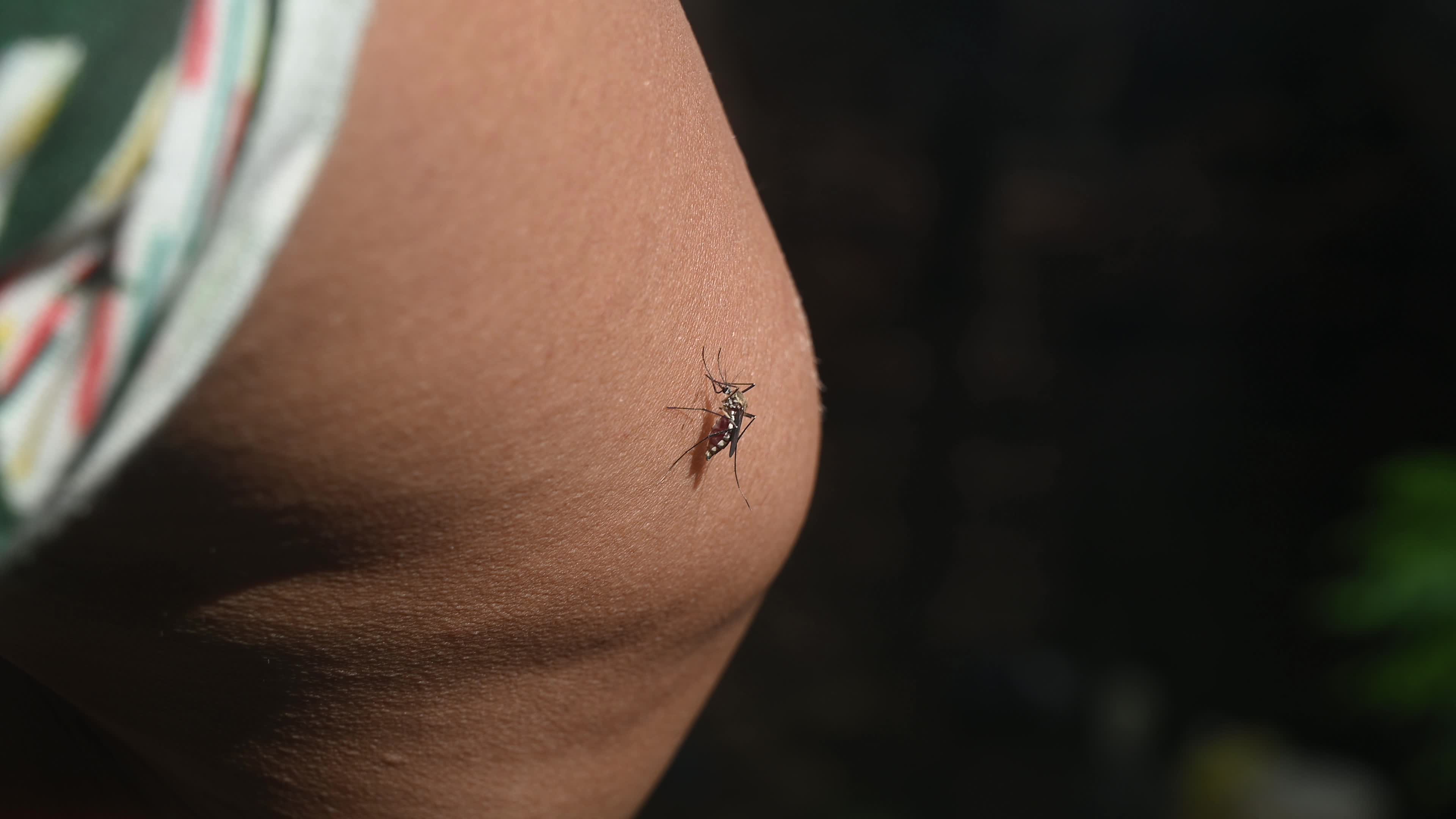Aedes Mosquito - Mosquito bites - Deadly Disease Vector - Animal India