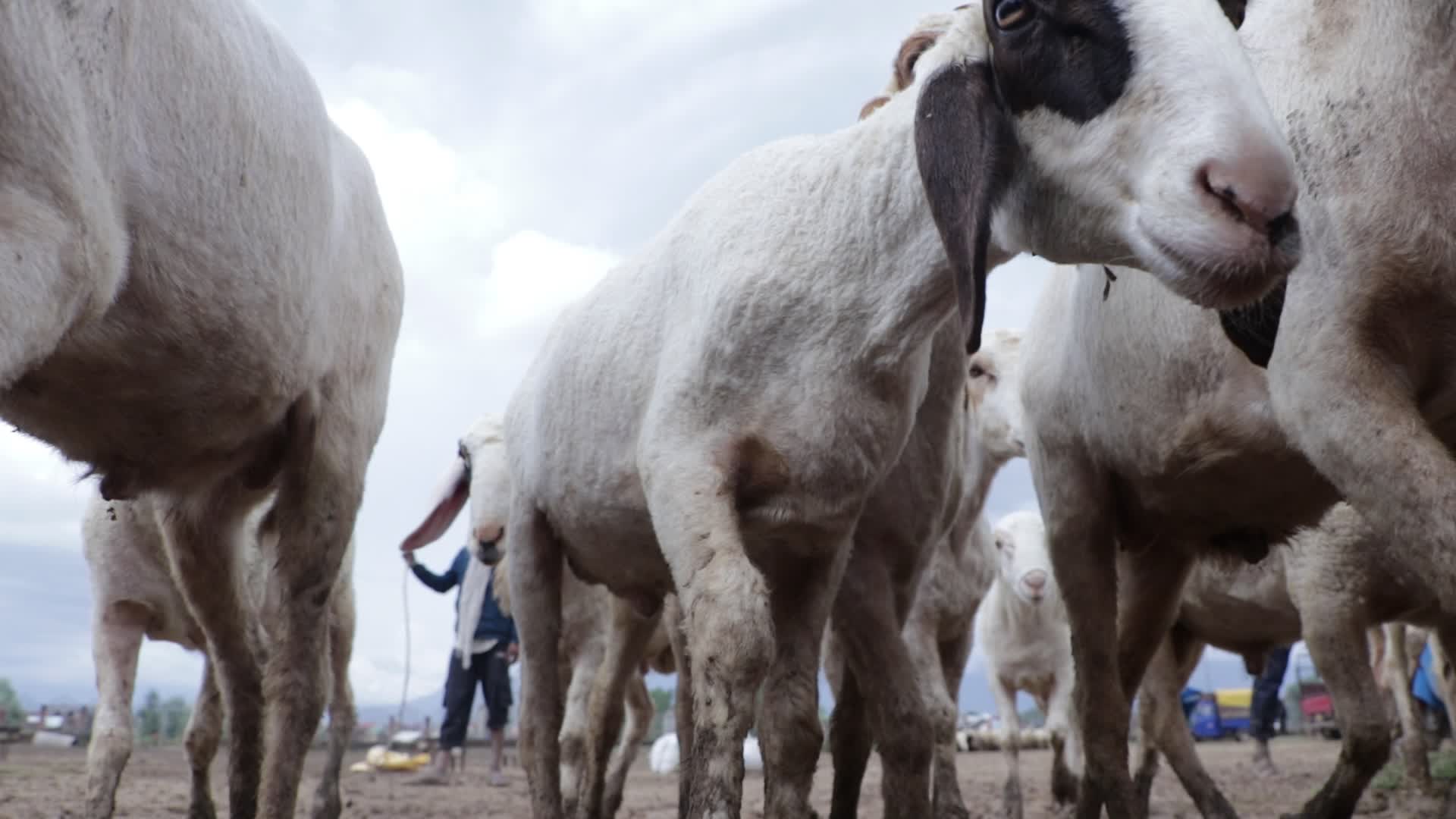 Eid ul-Adha Livestock Sales in Kashmir