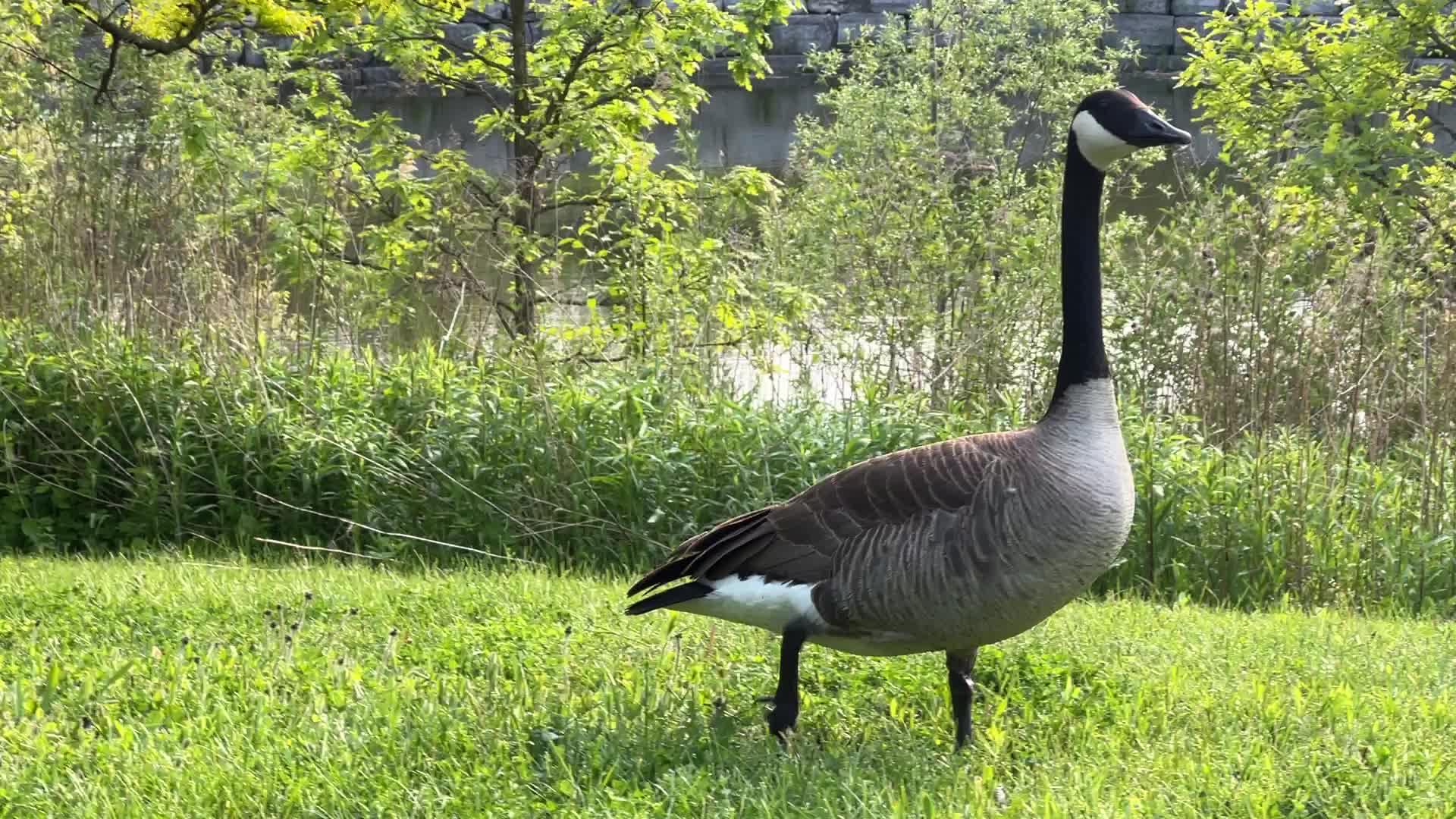 Canada Geese and goslings