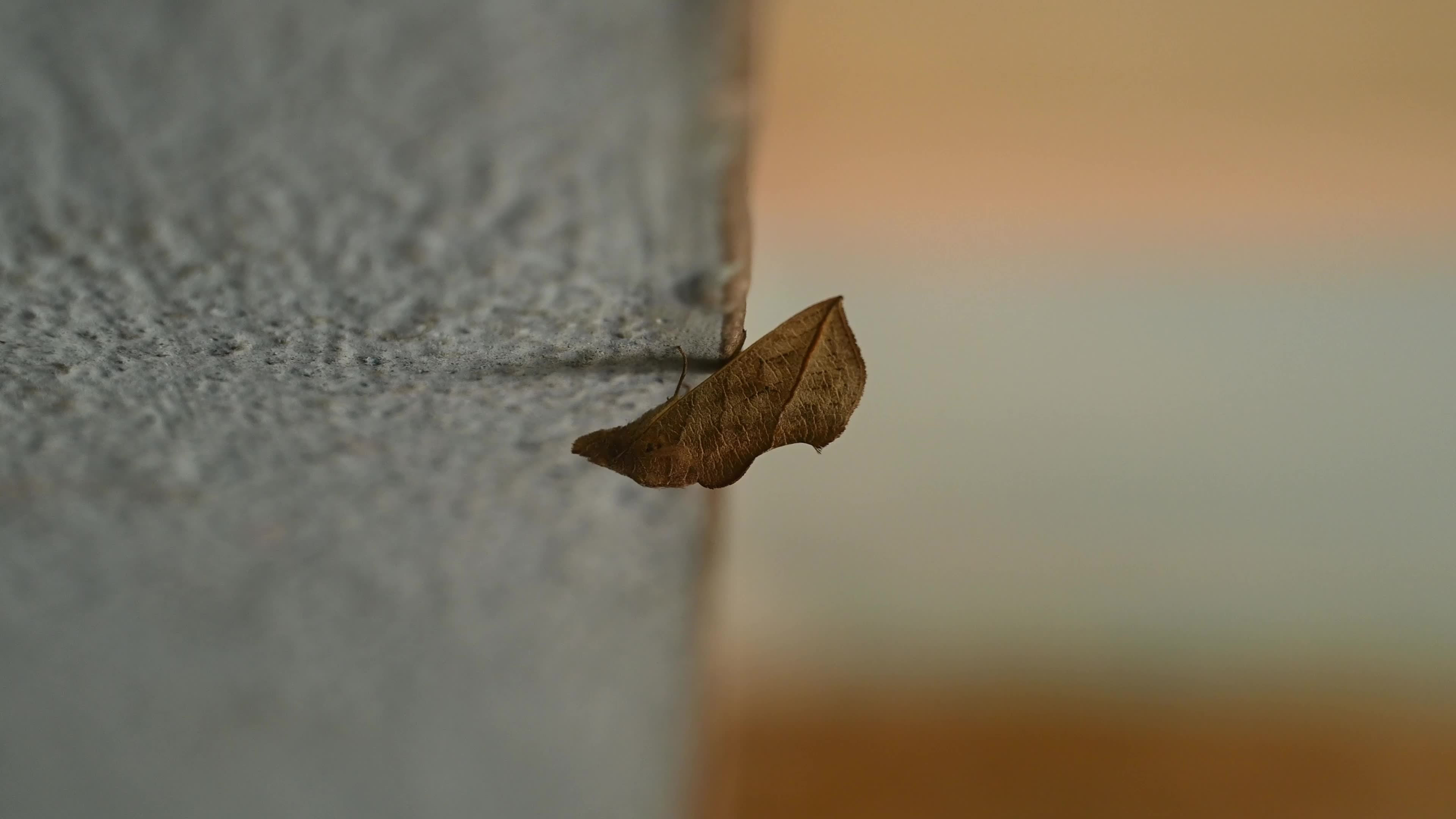 Vampire Moth - Calyptra Spp. - Animal India