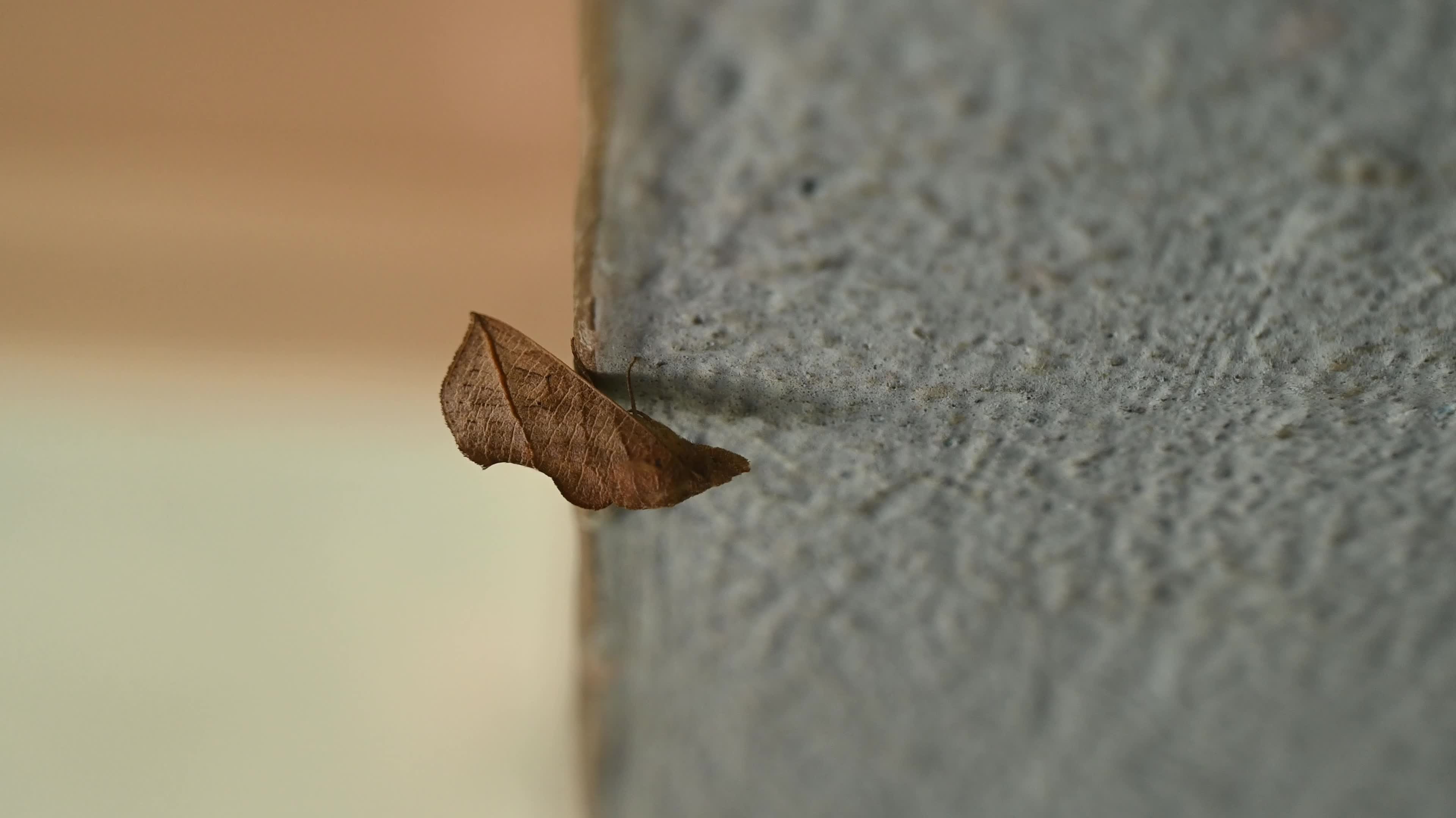 Vampire Moth - Calyptra Spp. - Animal India