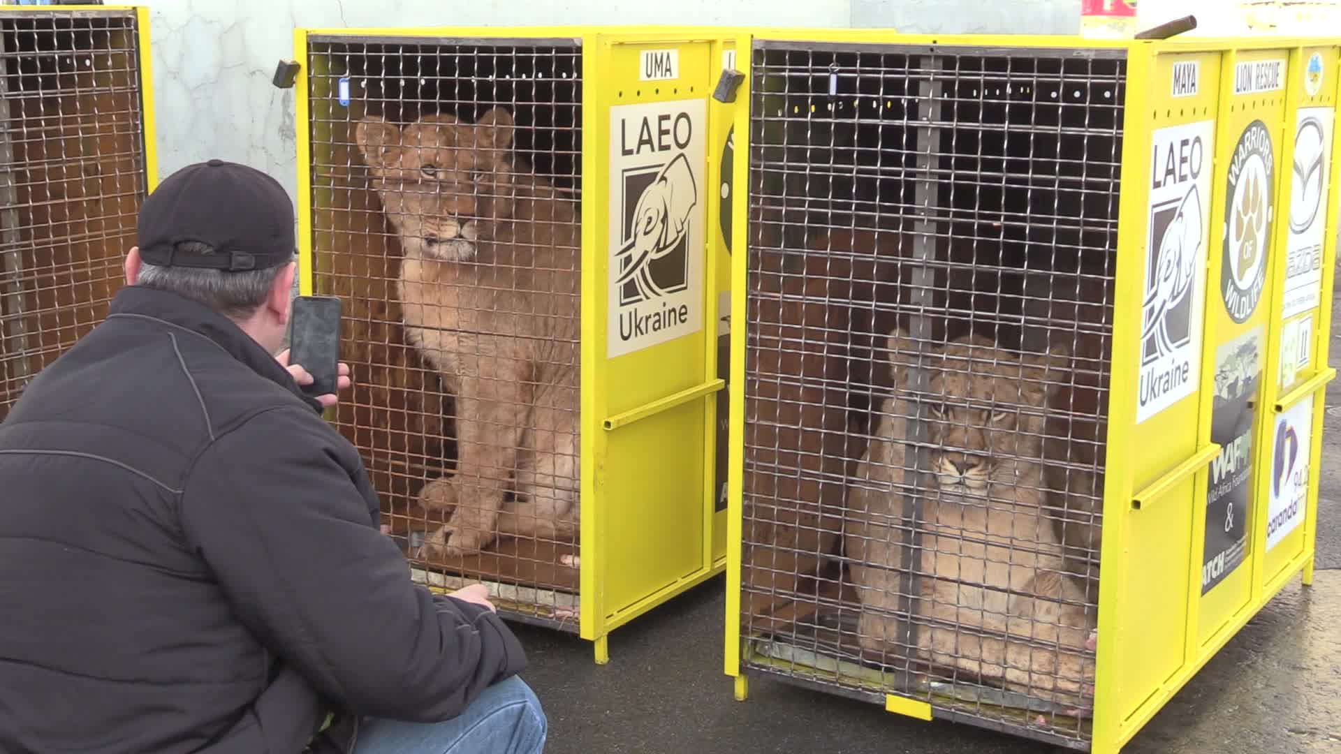 Five lions sent from Ukrainian Zoo to Ubuntu Wildlife Sanctuary in South Africa