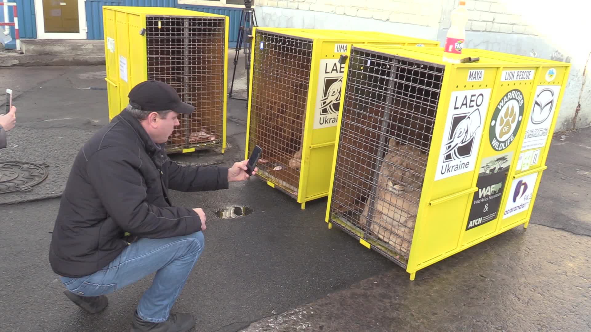 Five lions sent from Ukrainian Zoo to Ubuntu Wildlife Sanctuary in South Africa