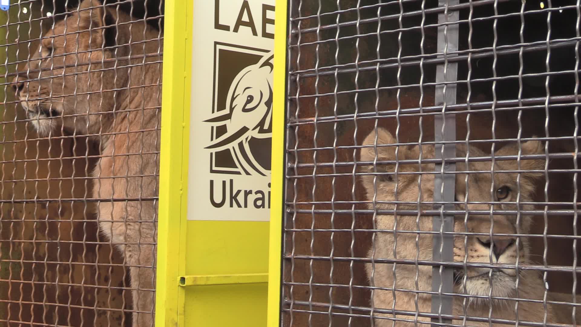 Five lions sent from Ukrainian Zoo to Ubuntu Wildlife Sanctuary in South Africa