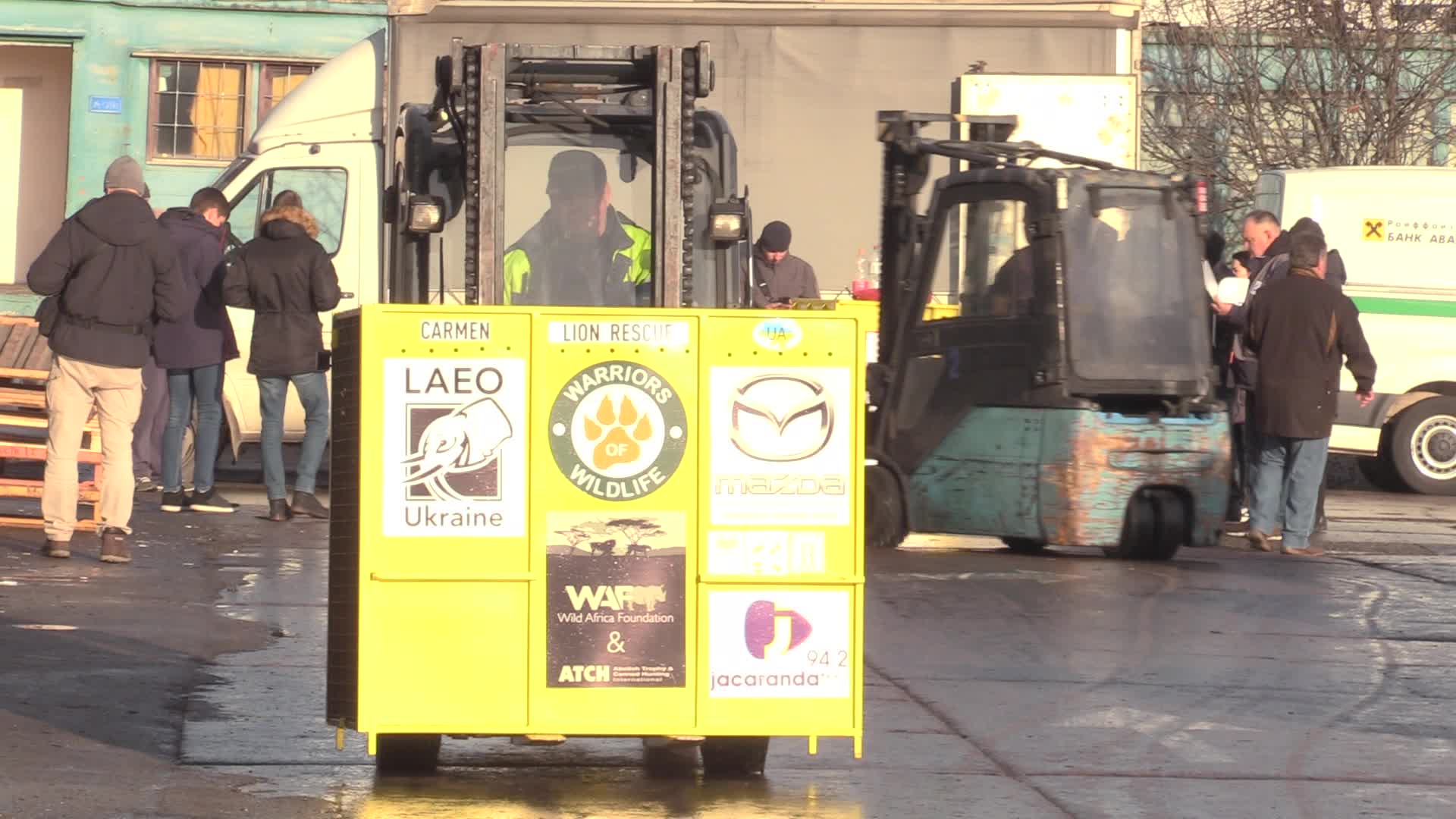 Five lions sent from Ukrainian Zoo to Ubuntu Wildlife Sanctuary in South Africa