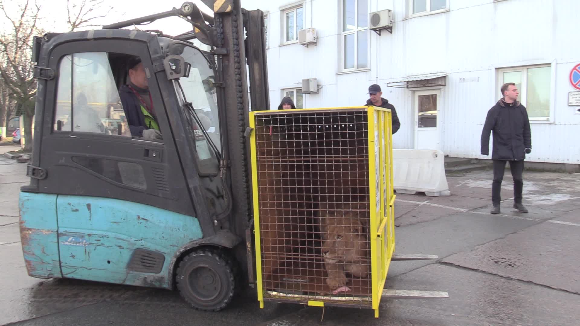 Five lions sent from Ukrainian Zoo to Ubuntu Wildlife Sanctuary in South Africa