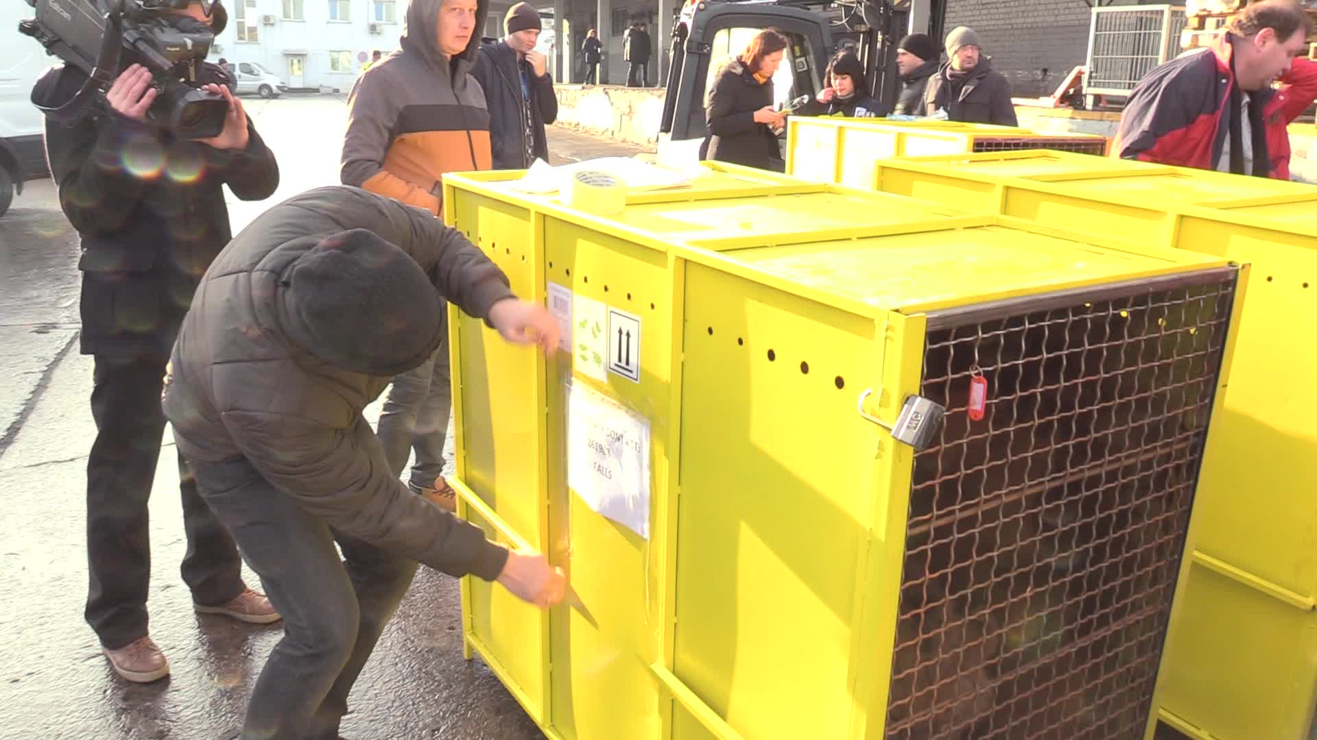 Five lions sent from Ukrainian Zoo to Ubuntu Wildlife Sanctuary in South Africa