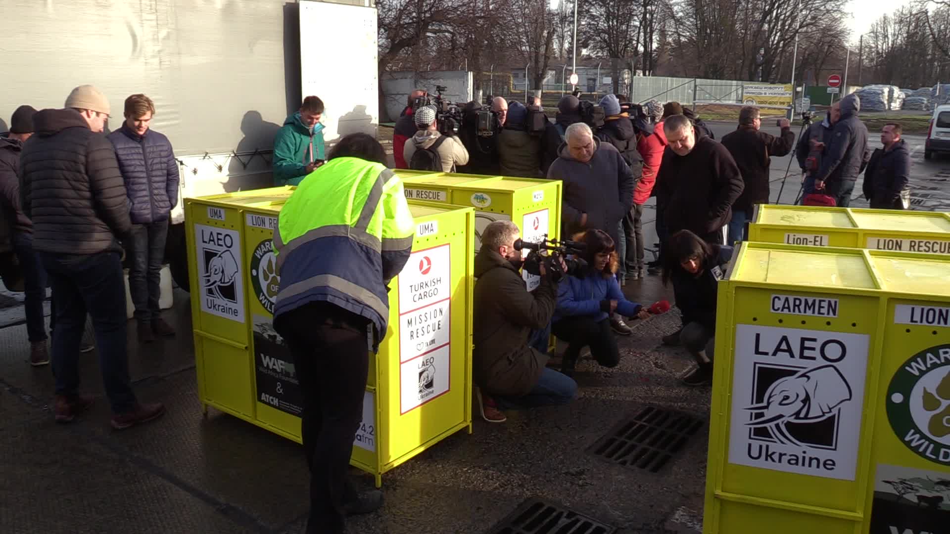 Five lions sent from Ukrainian Zoo to Ubuntu Wildlife Sanctuary in South Africa