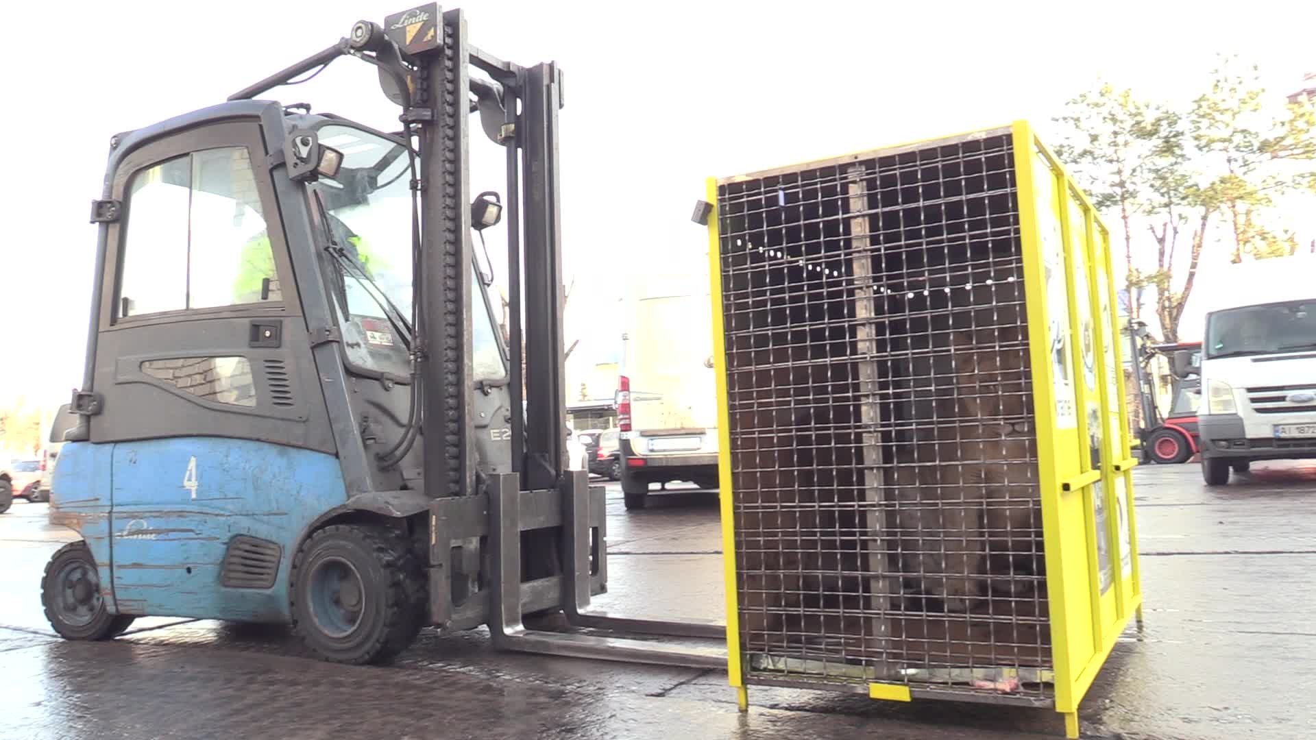 Five lions sent from Ukrainian Zoo to Ubuntu Wildlife Sanctuary in South Africa