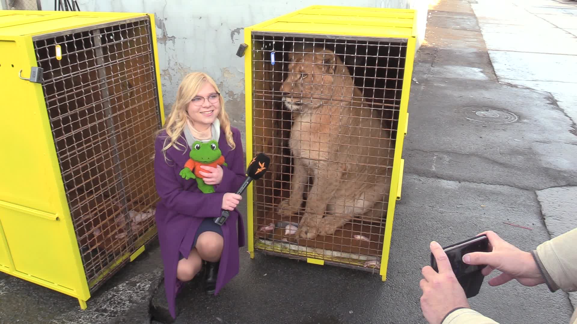 Five lions sent from Ukrainian Zoo to Ubuntu Wildlife Sanctuary in South Africa