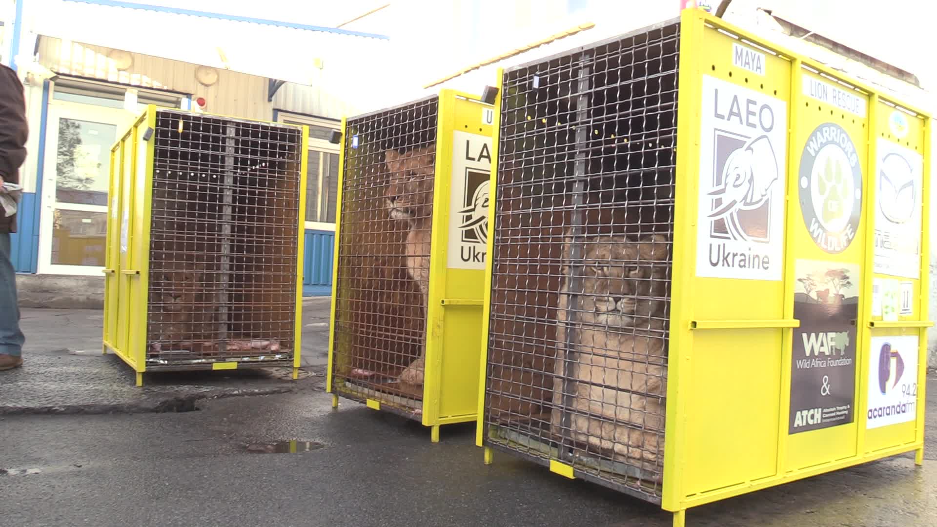 Five lions sent from Ukrainian Zoo to Ubuntu Wildlife Sanctuary in South Africa