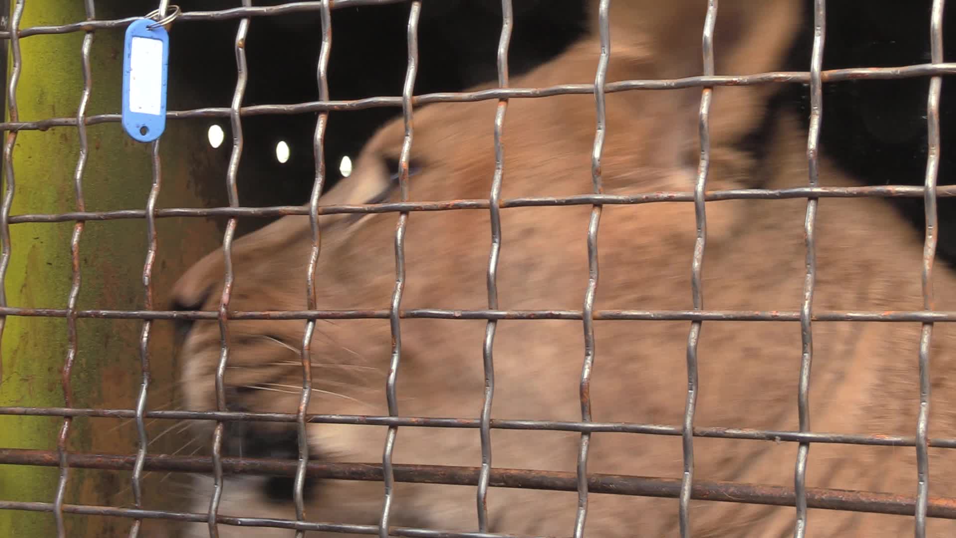 Five lions sent from Ukrainian Zoo to Ubuntu Wildlife Sanctuary in South Africa