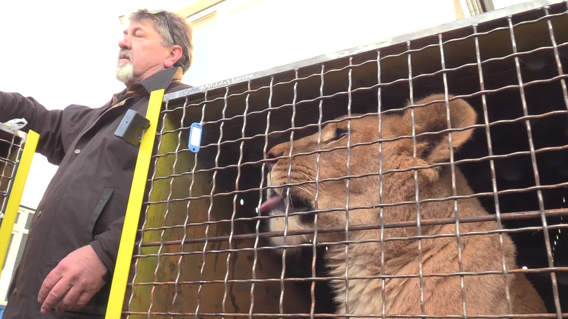 Five lions sent from Ukrainian Zoo to Ubuntu Wildlife Sanctuary in South Africa