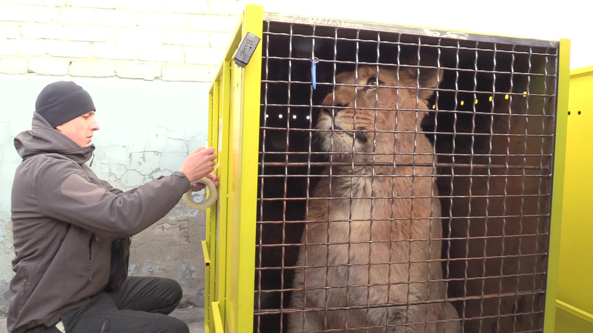 Five lions sent from Ukrainian Zoo to Ubuntu Wildlife Sanctuary in South Africa