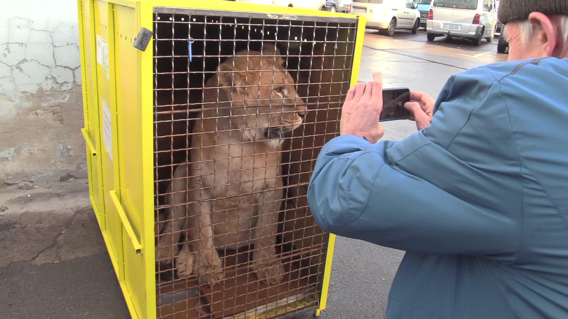 Five lions sent from Ukrainian Zoo to Ubuntu Wildlife Sanctuary in South Africa