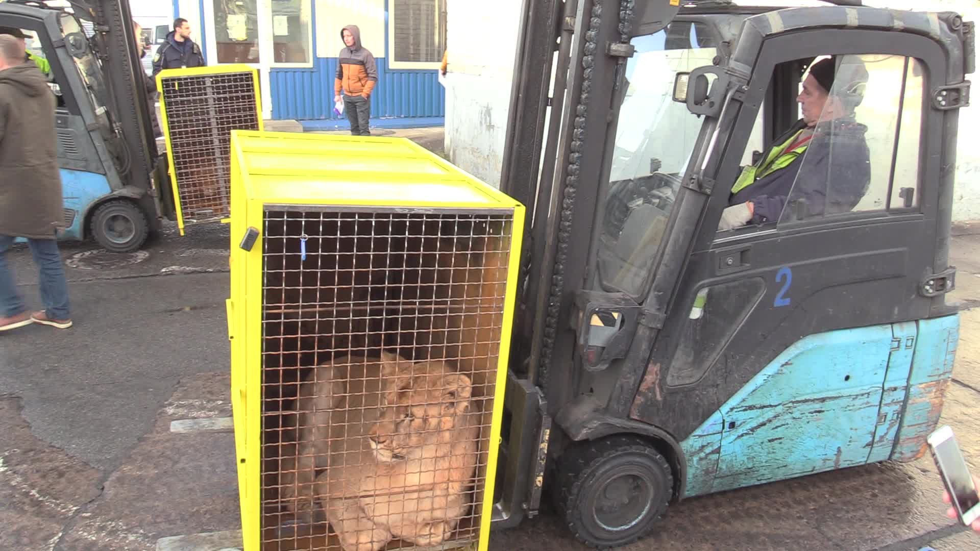 Five lions sent from Ukrainian Zoo to Ubuntu Wildlife Sanctuary in South Africa
