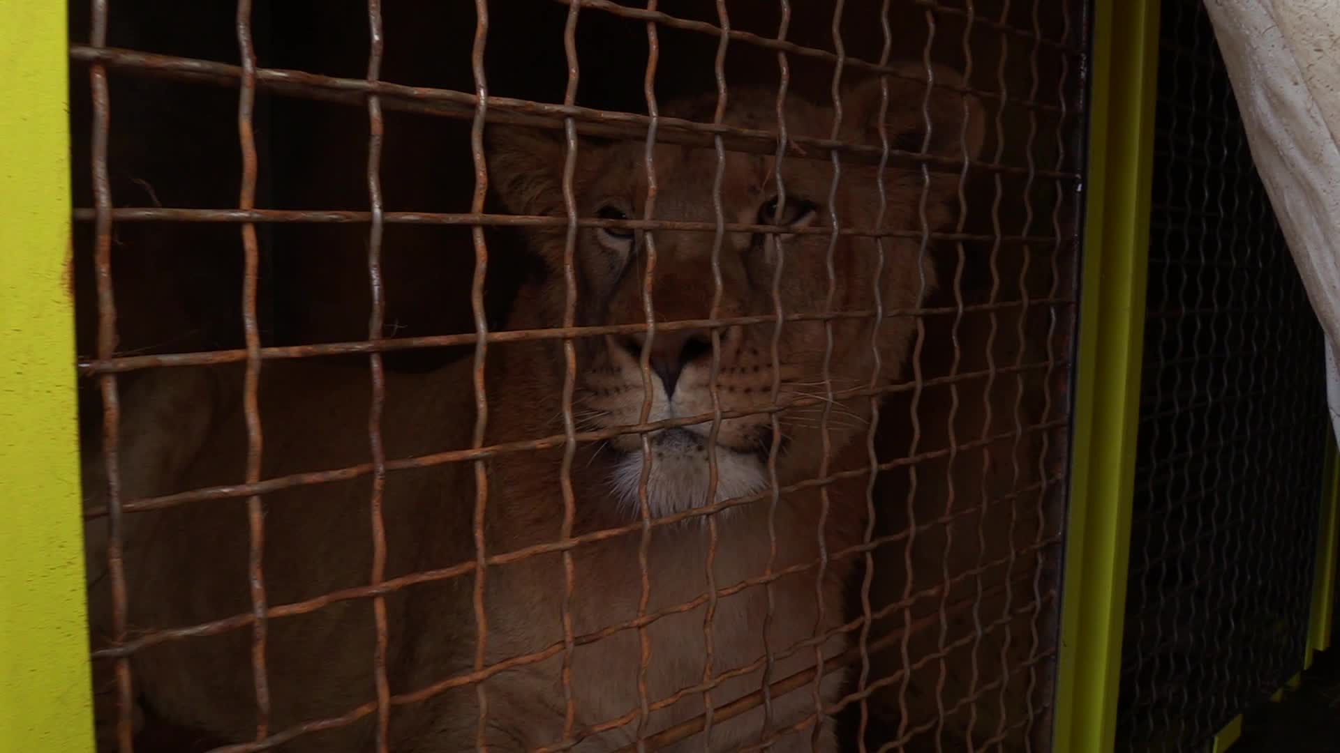 Five lions sent from Ukrainian Zoo to Ubuntu Wildlife Sanctuary in South Africa