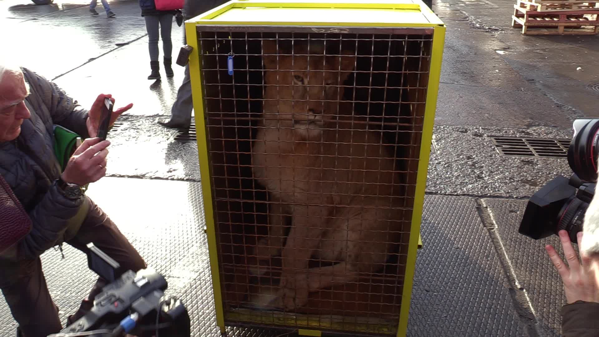 Five lions sent from Ukrainian Zoo to Ubuntu Wildlife Sanctuary in South Africa
