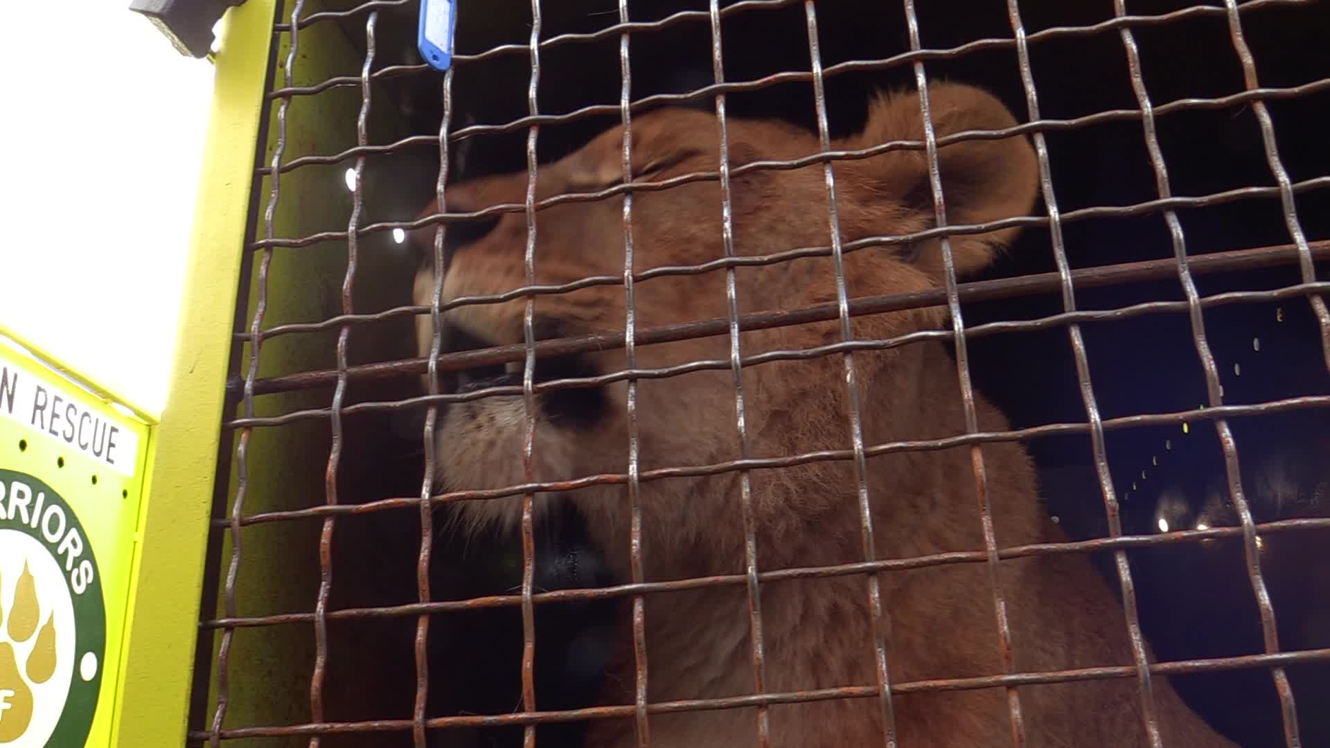 Five lions sent from Ukrainian Zoo to Ubuntu Wildlife Sanctuary in South Africa
