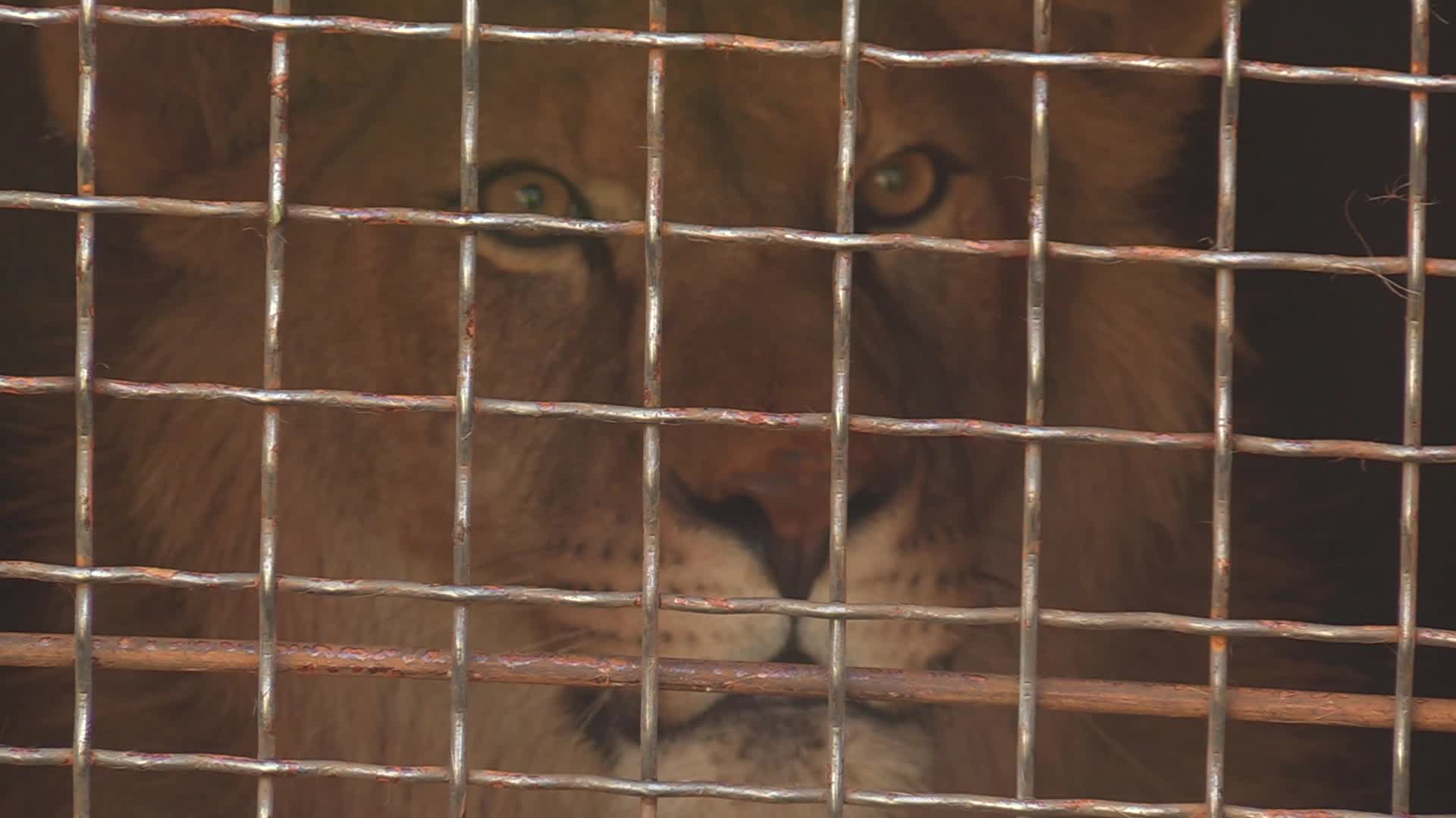 Five lions sent from Ukrainian Zoo to Ubuntu Wildlife Sanctuary in South Africa