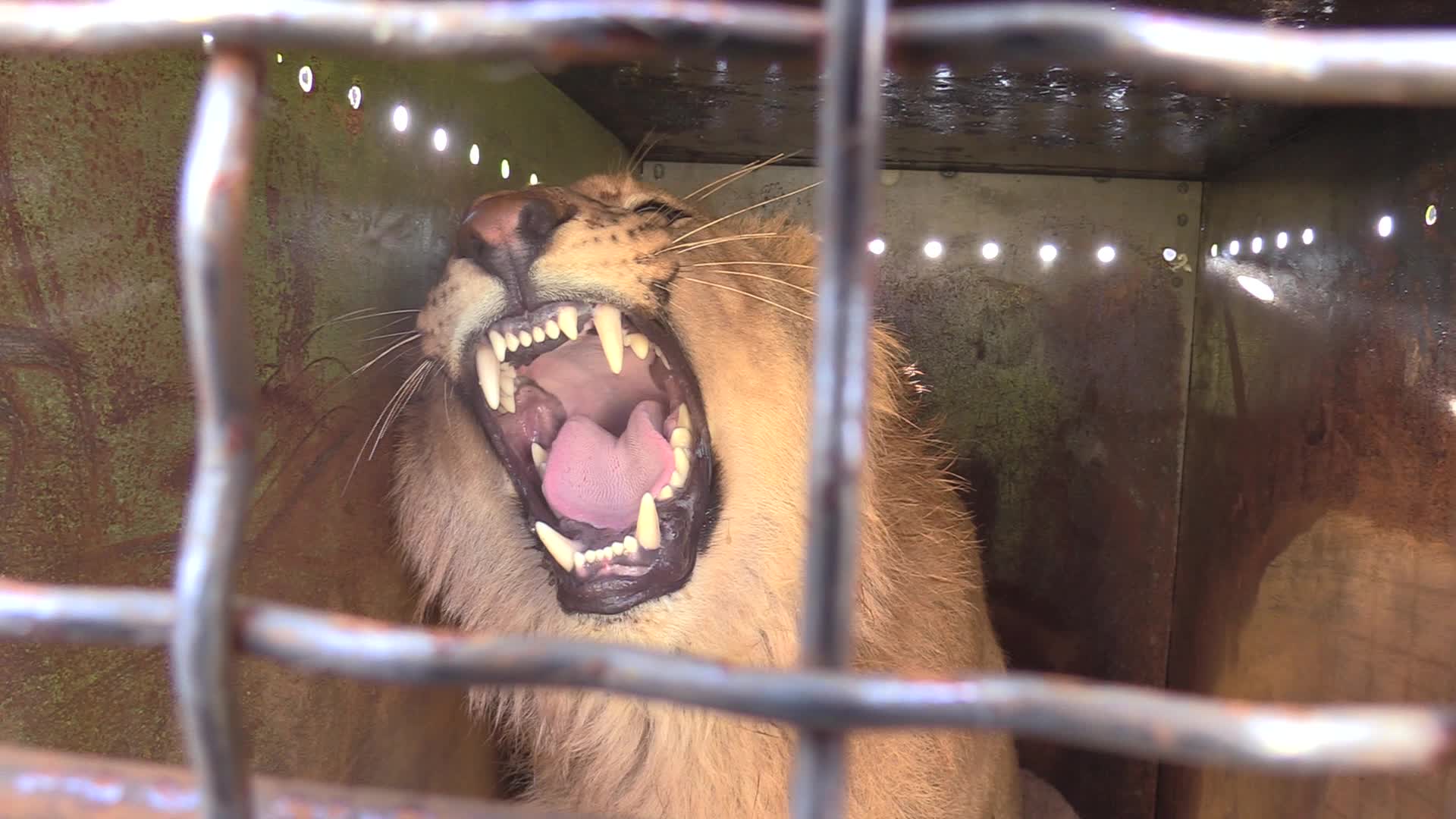Five lions sent from Ukrainian Zoo to Ubuntu Wildlife Sanctuary in South Africa