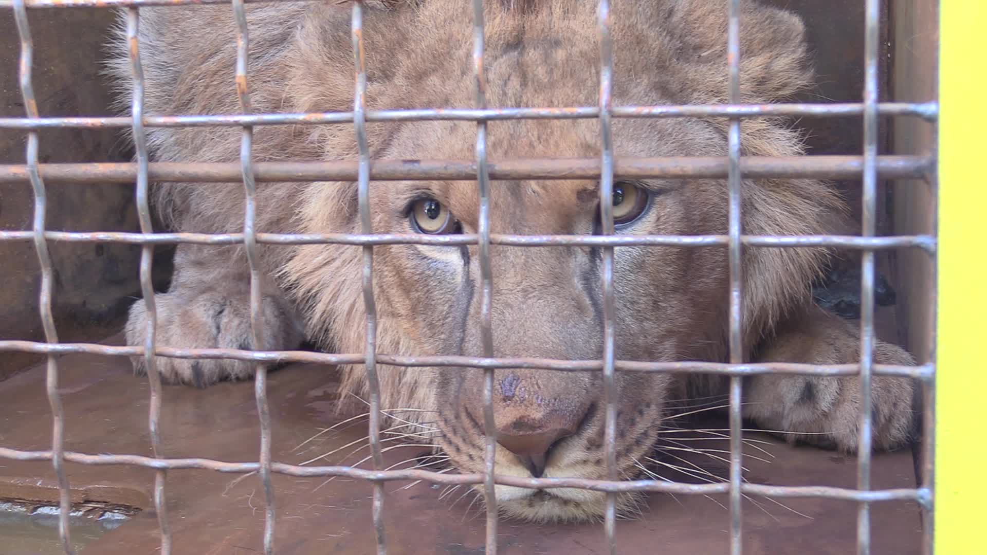 Five lions sent from Ukrainian Zoo to Ubuntu Wildlife Sanctuary in South Africa