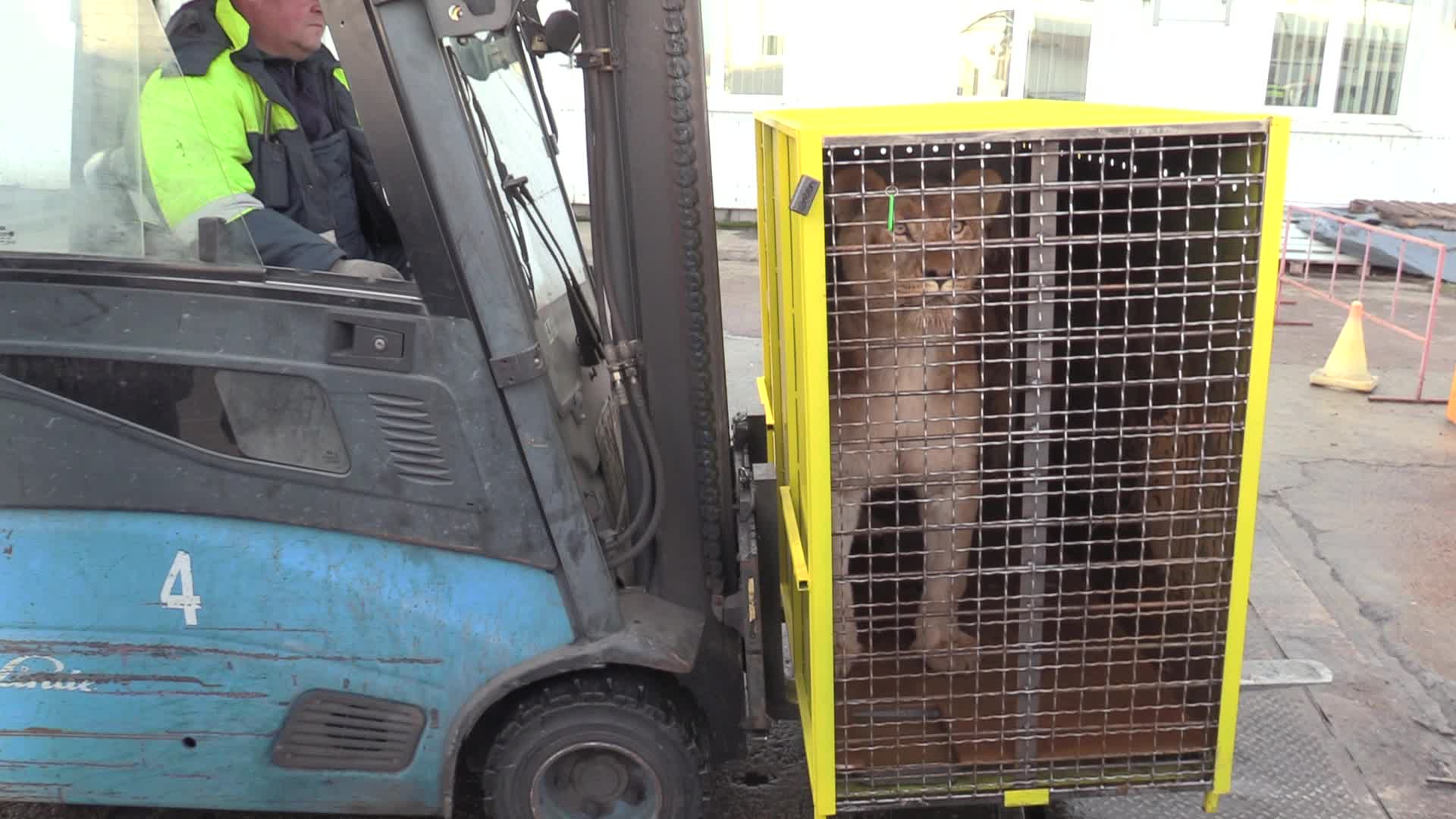 Five lions sent from Ukrainian Zoo to Ubuntu Wildlife Sanctuary in South Africa