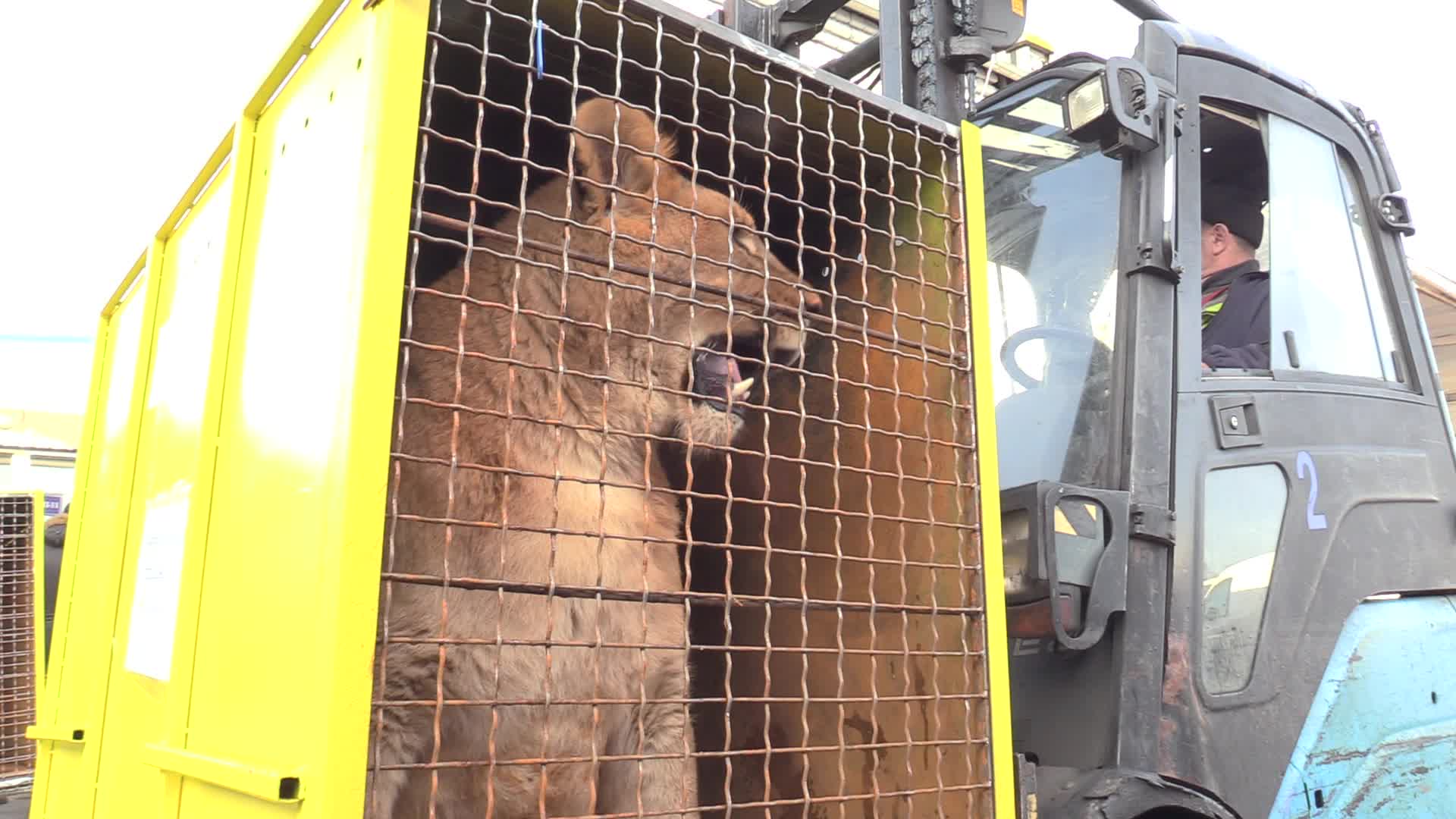 Five lions sent from Ukrainian Zoo to Ubuntu Wildlife Sanctuary in South Africa