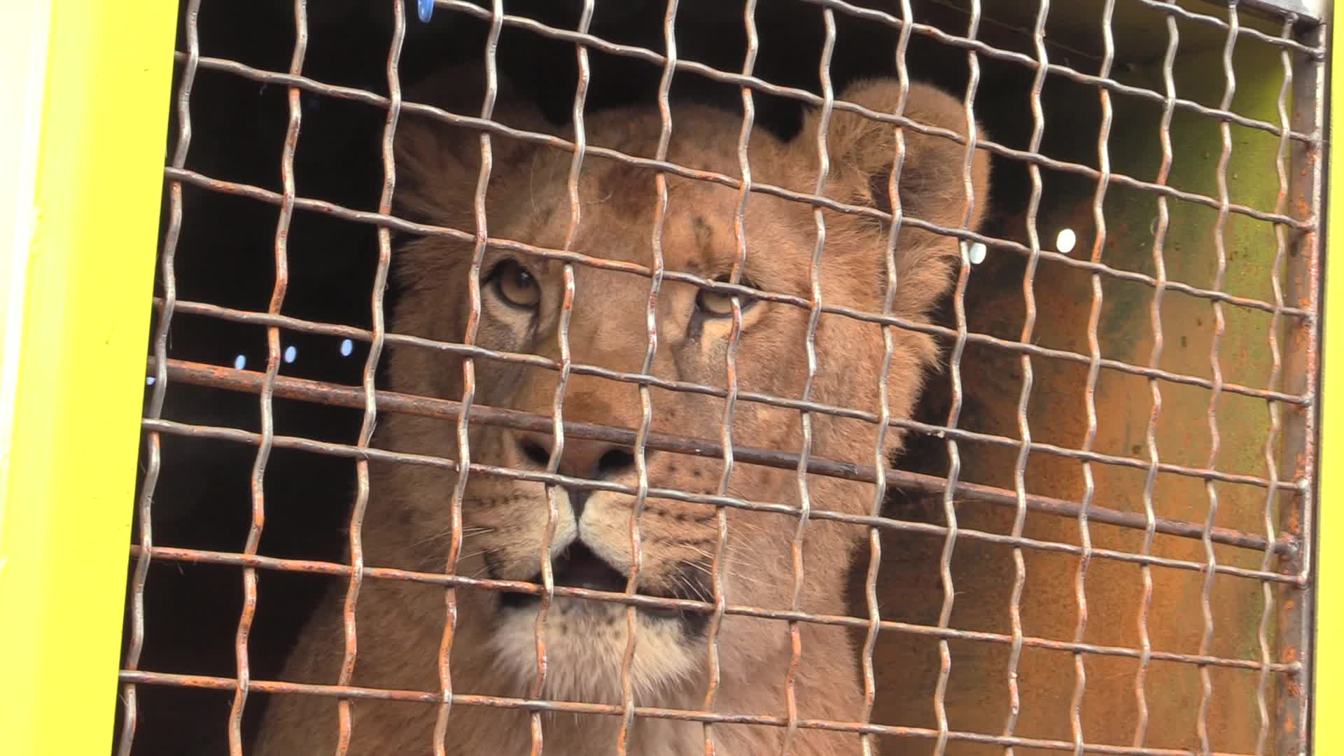 Five lions sent from Ukrainian Zoo to Ubuntu Wildlife Sanctuary in South Africa