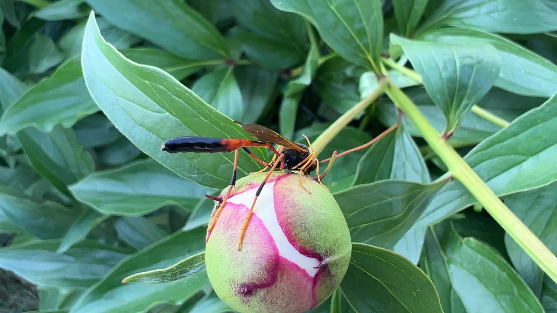 Peony flowers blooming in Toronto, Canada