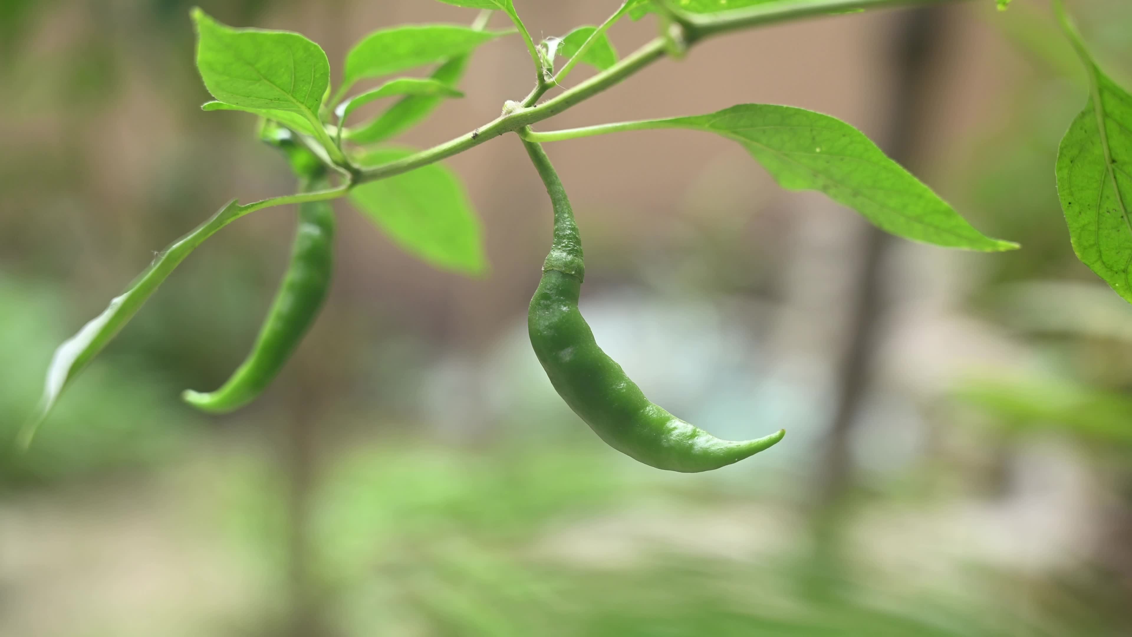 Green Chilli Pepper - Agriculture In India 
