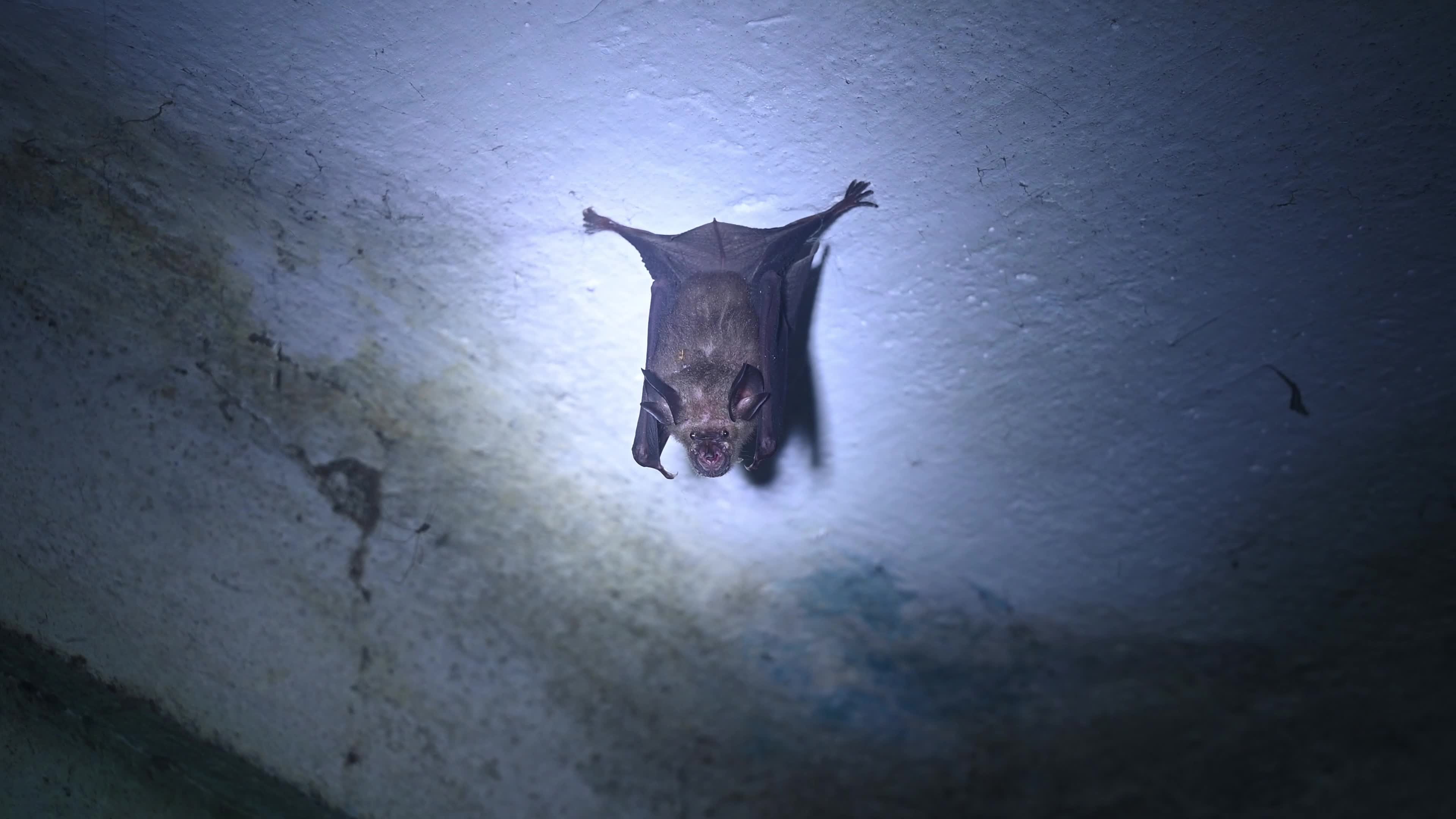  Indian roundleaf bat - Urban Encounters of the Bat Kind - Disease Vector - Dark Knights - Animal India 