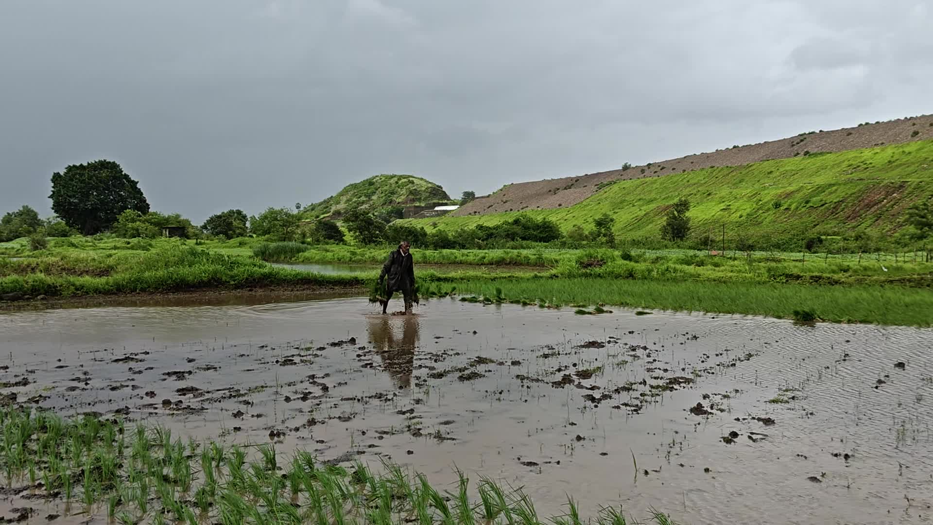 Monsoon Fuels Rice Cultivation in Rural Maharashtra