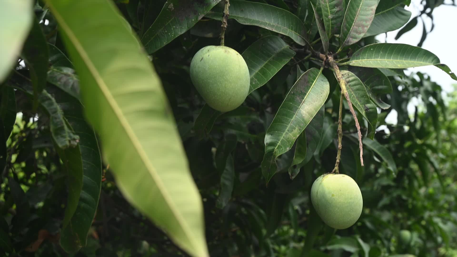 Mango Cultivation in India