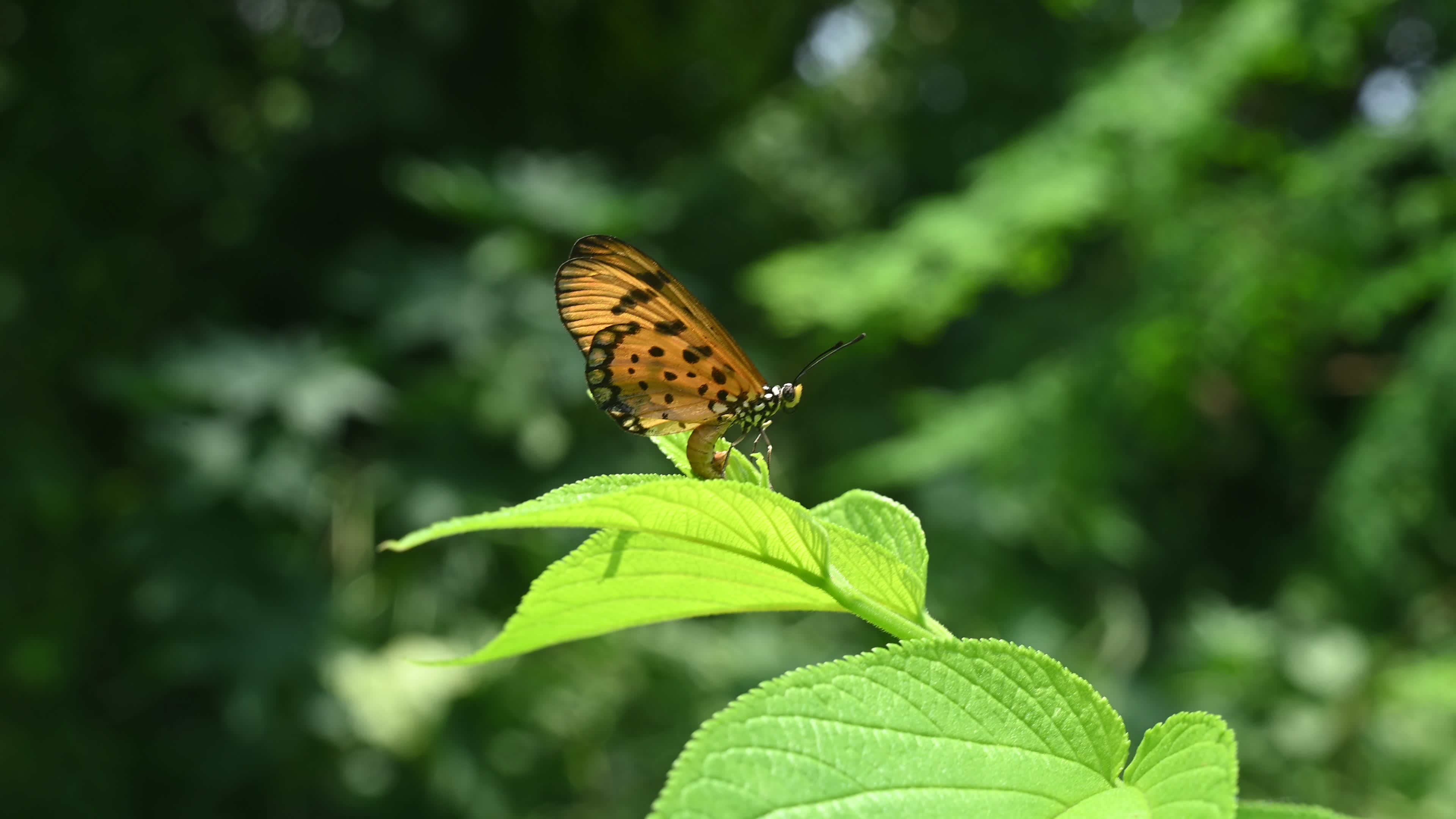 Tawny Coster Butterfly (Acraea terpsicore) - Animal India